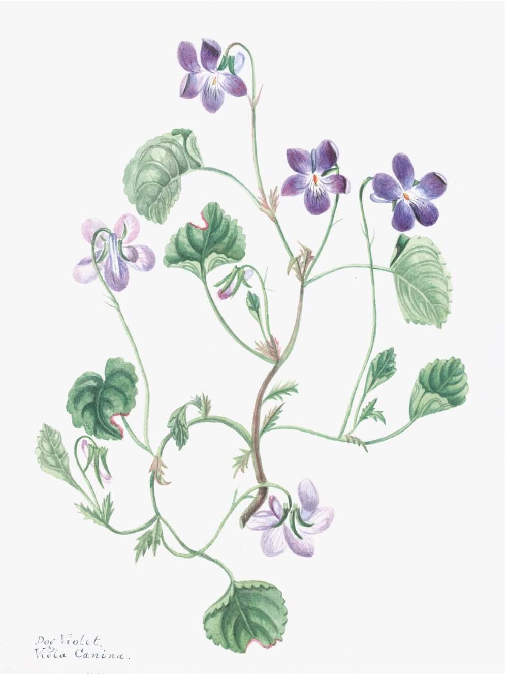 ENGLISH WILDFLOWERS