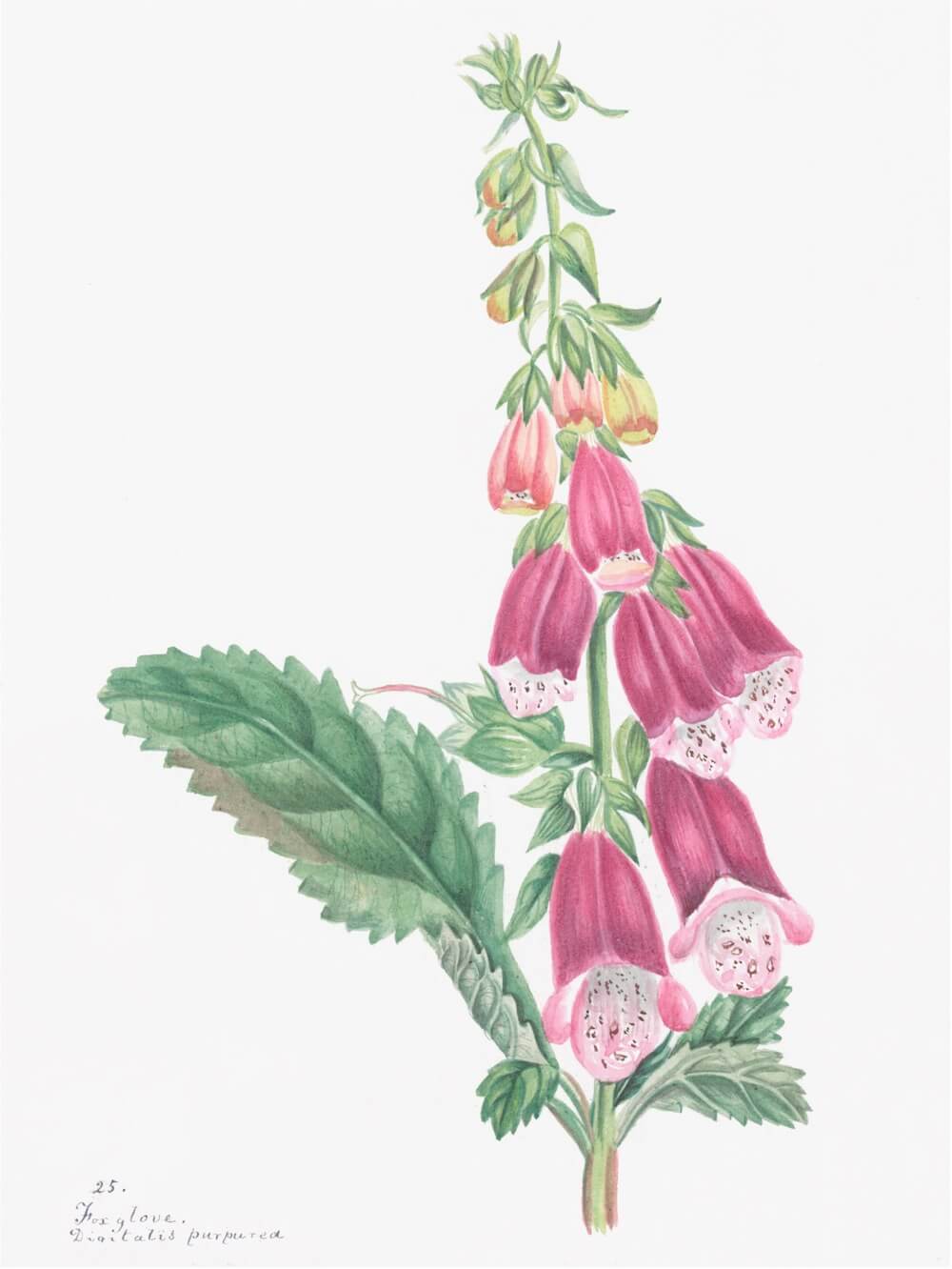 ENGLISH WILDFLOWERS