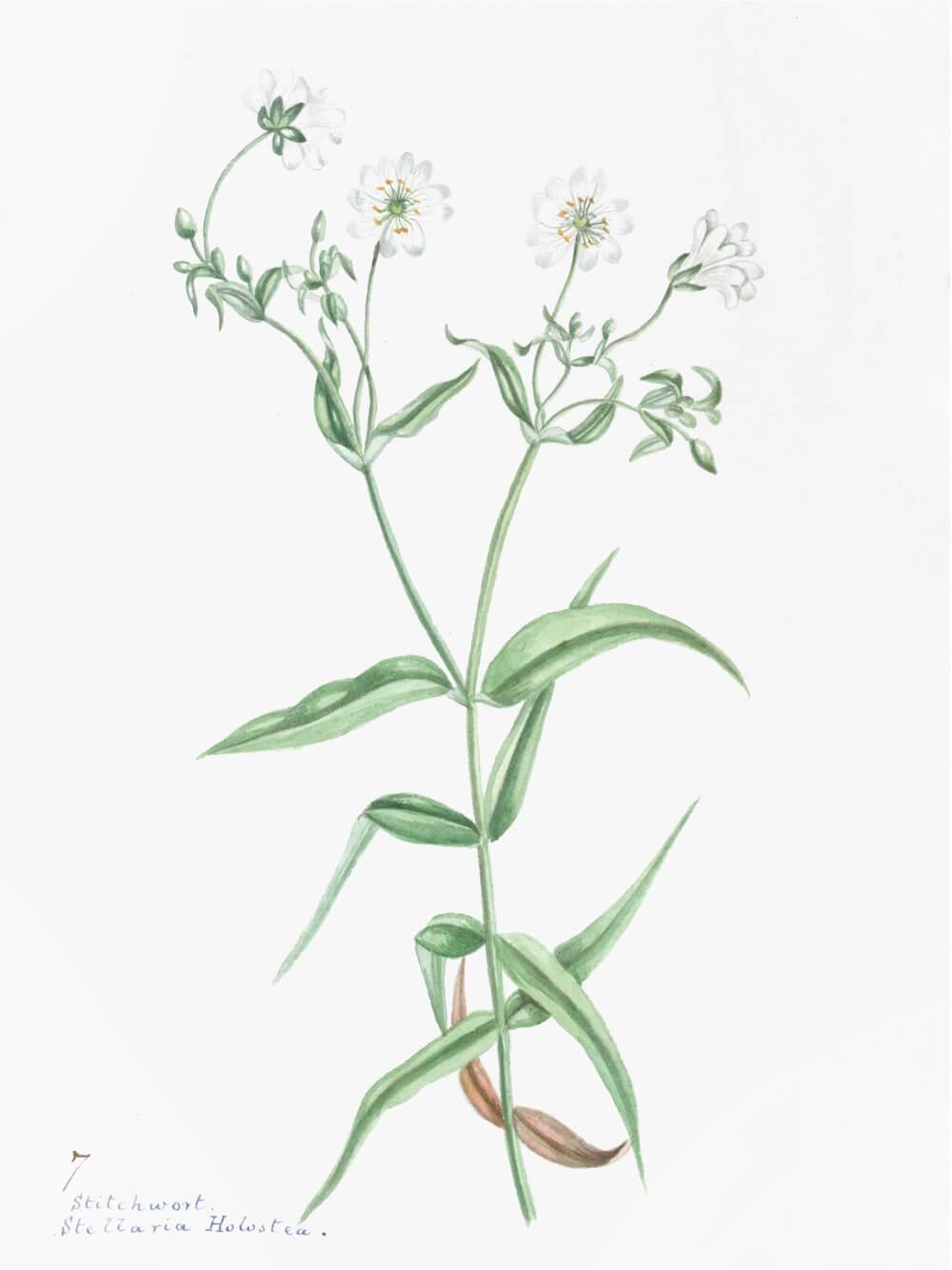 ENGLISH WILDFLOWERS