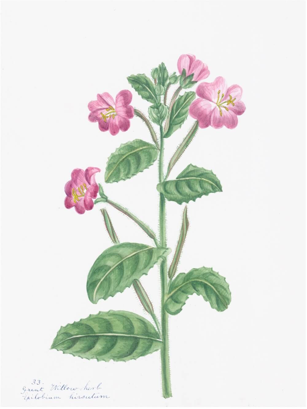 ENGLISH WILDFLOWERS