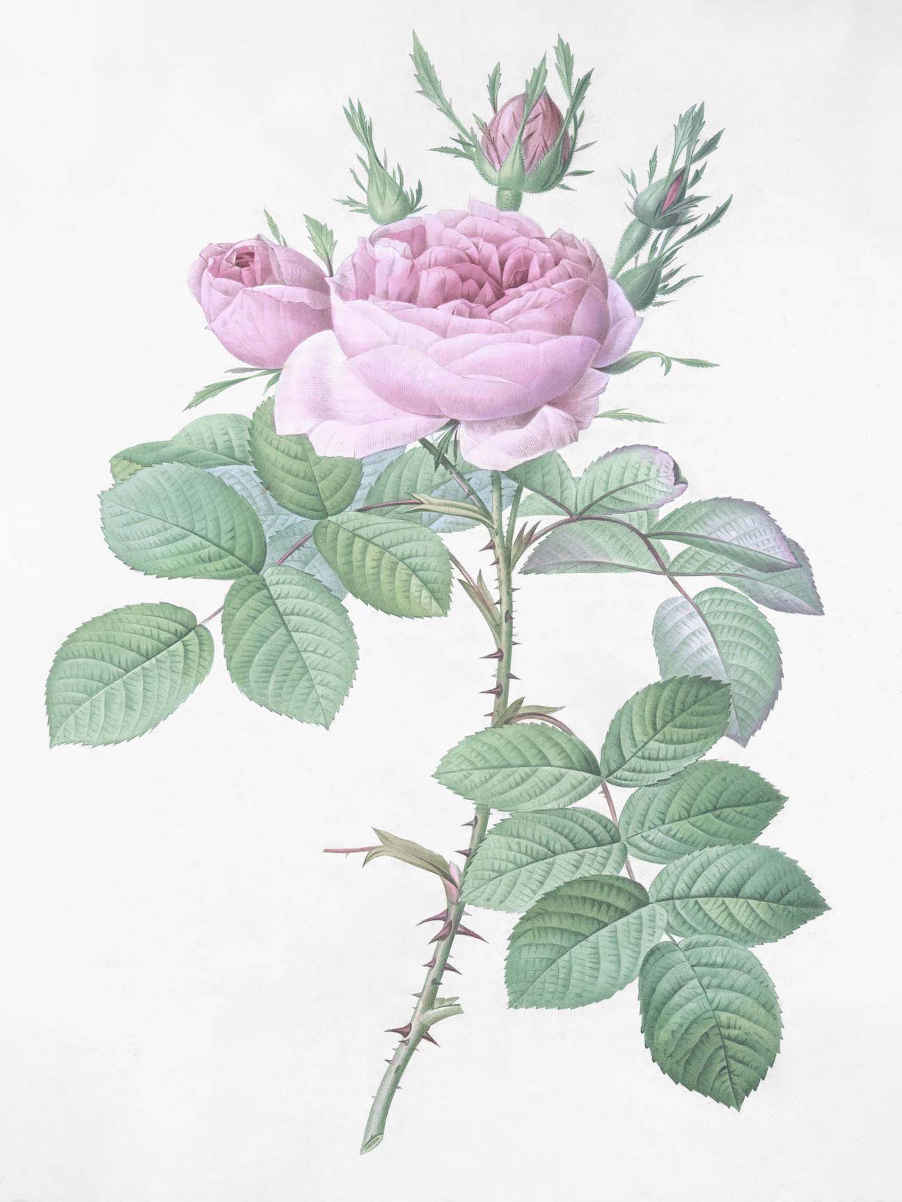 French Roses