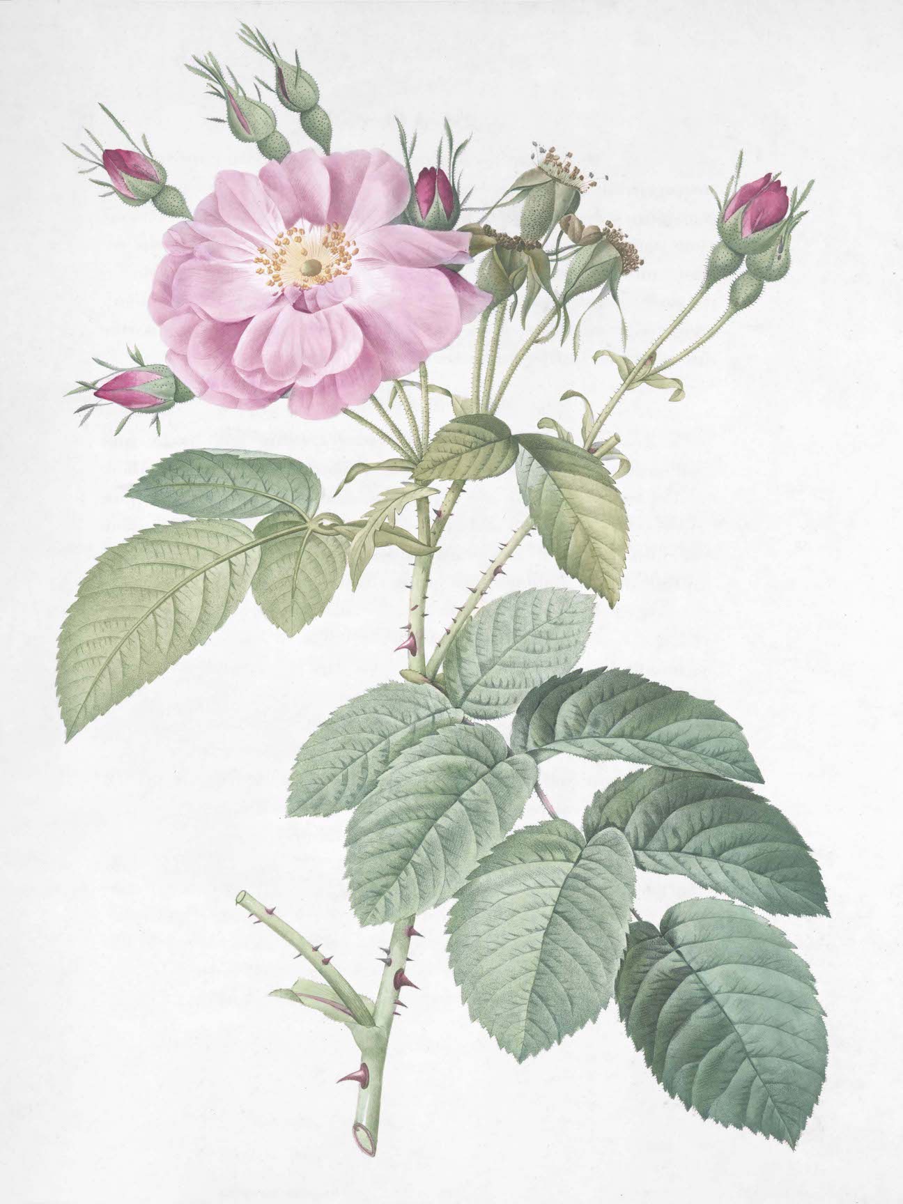 French Roses