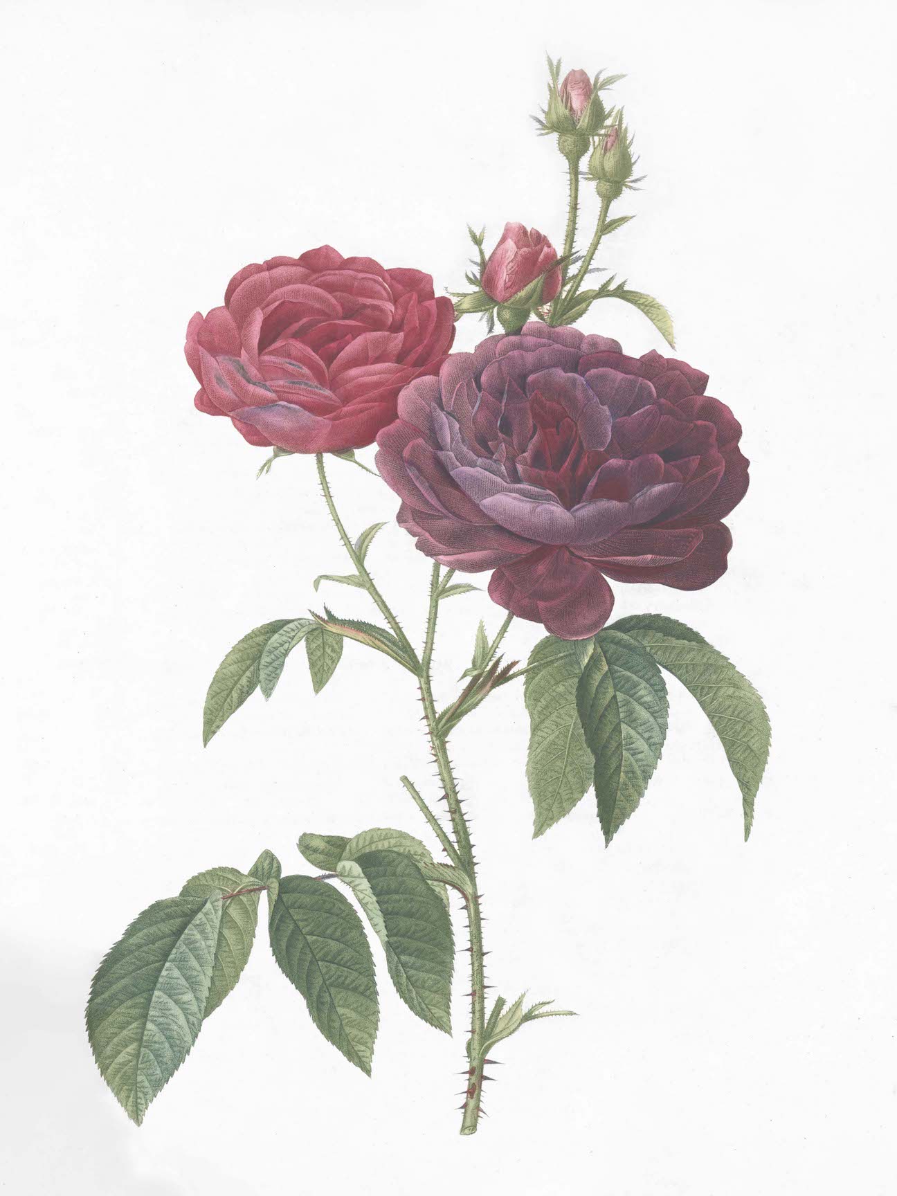 French Roses