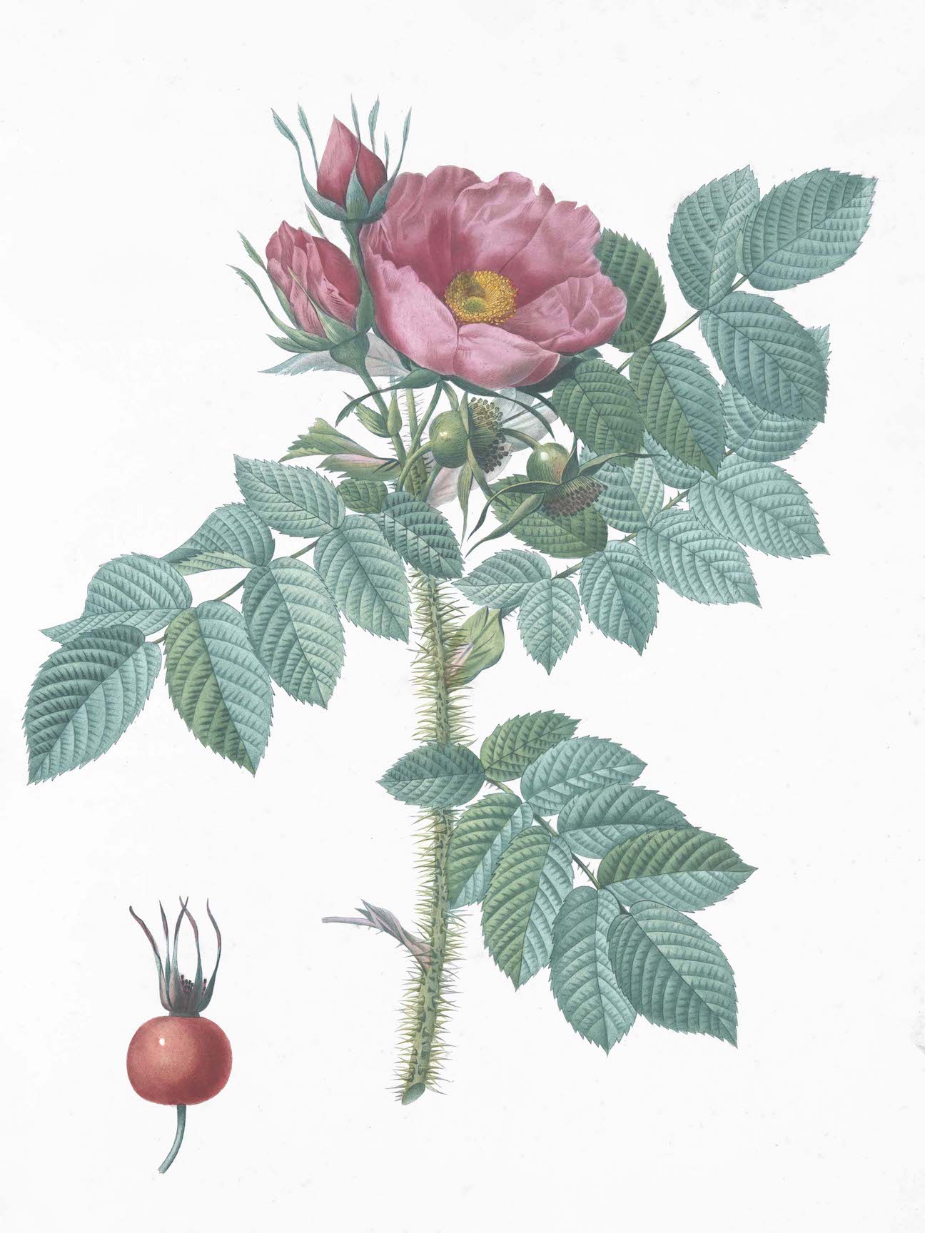 French Roses