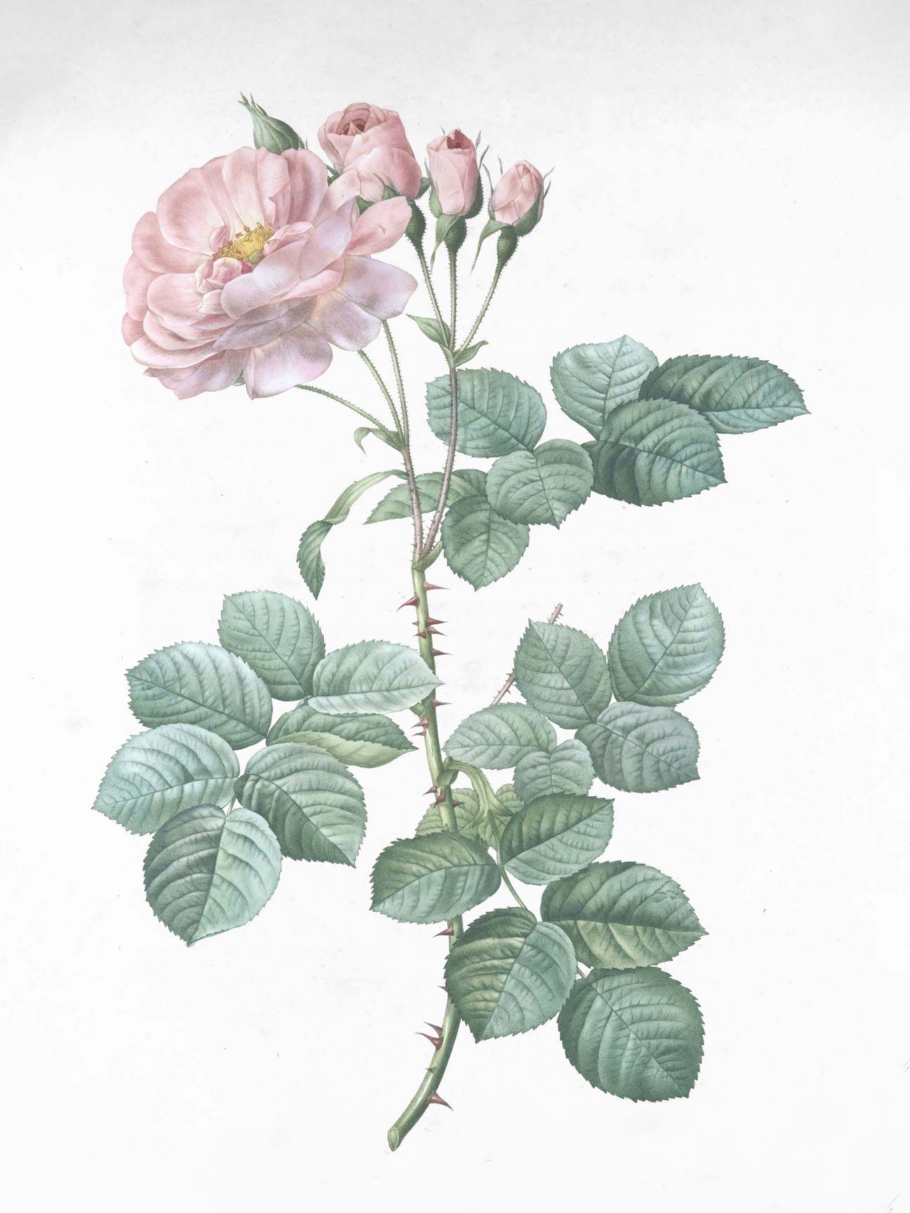 French Roses