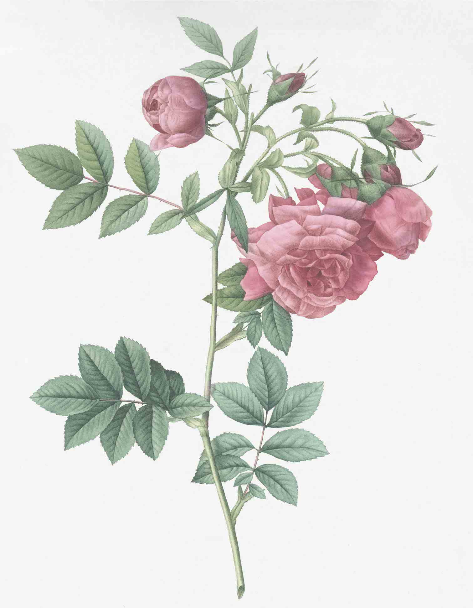 French Roses