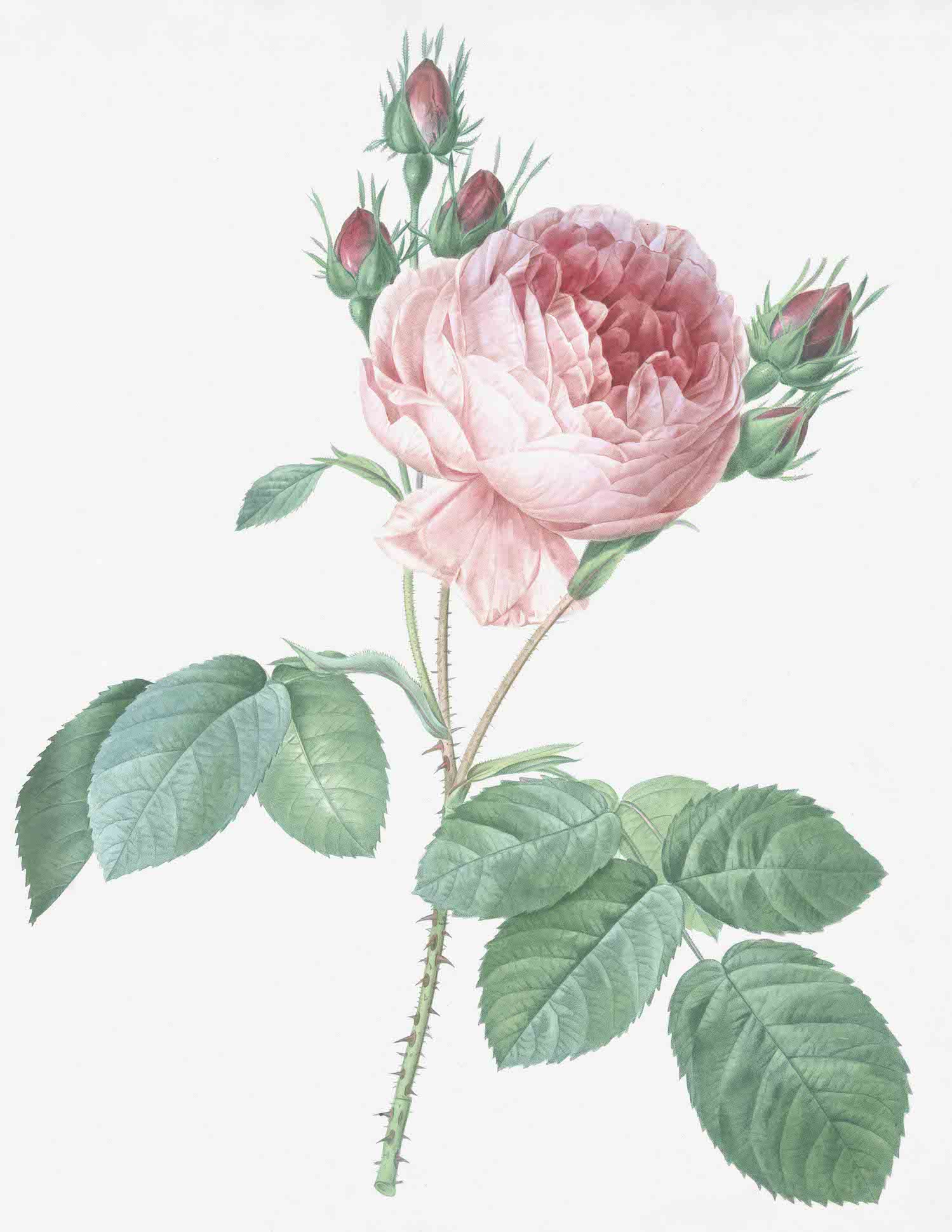 French Roses