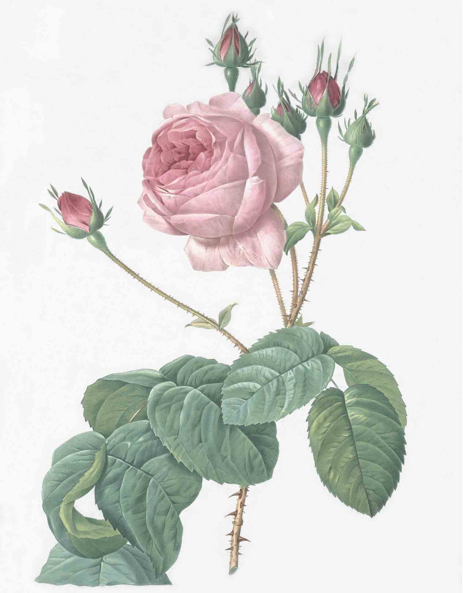 French Roses