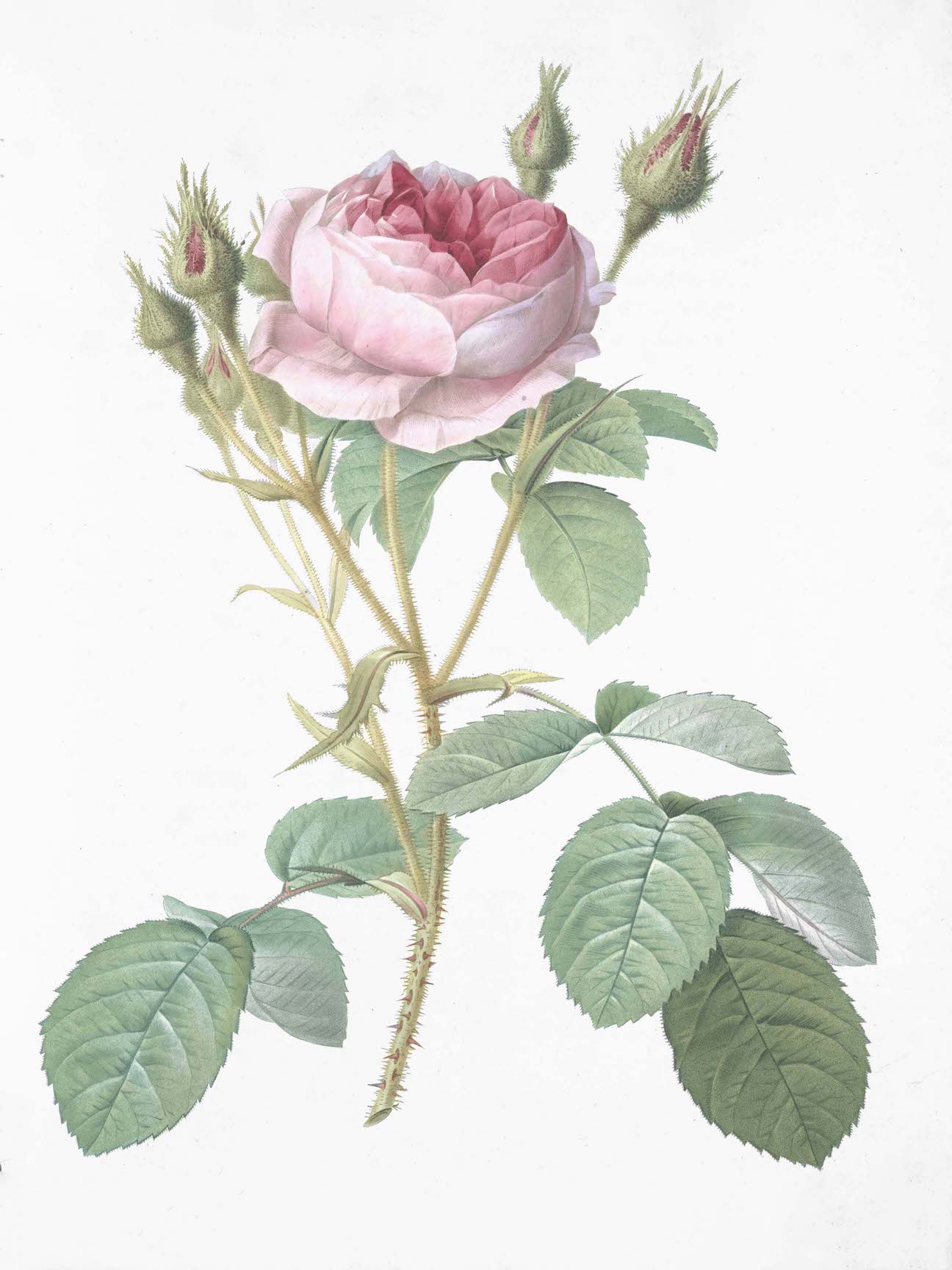 French Roses
