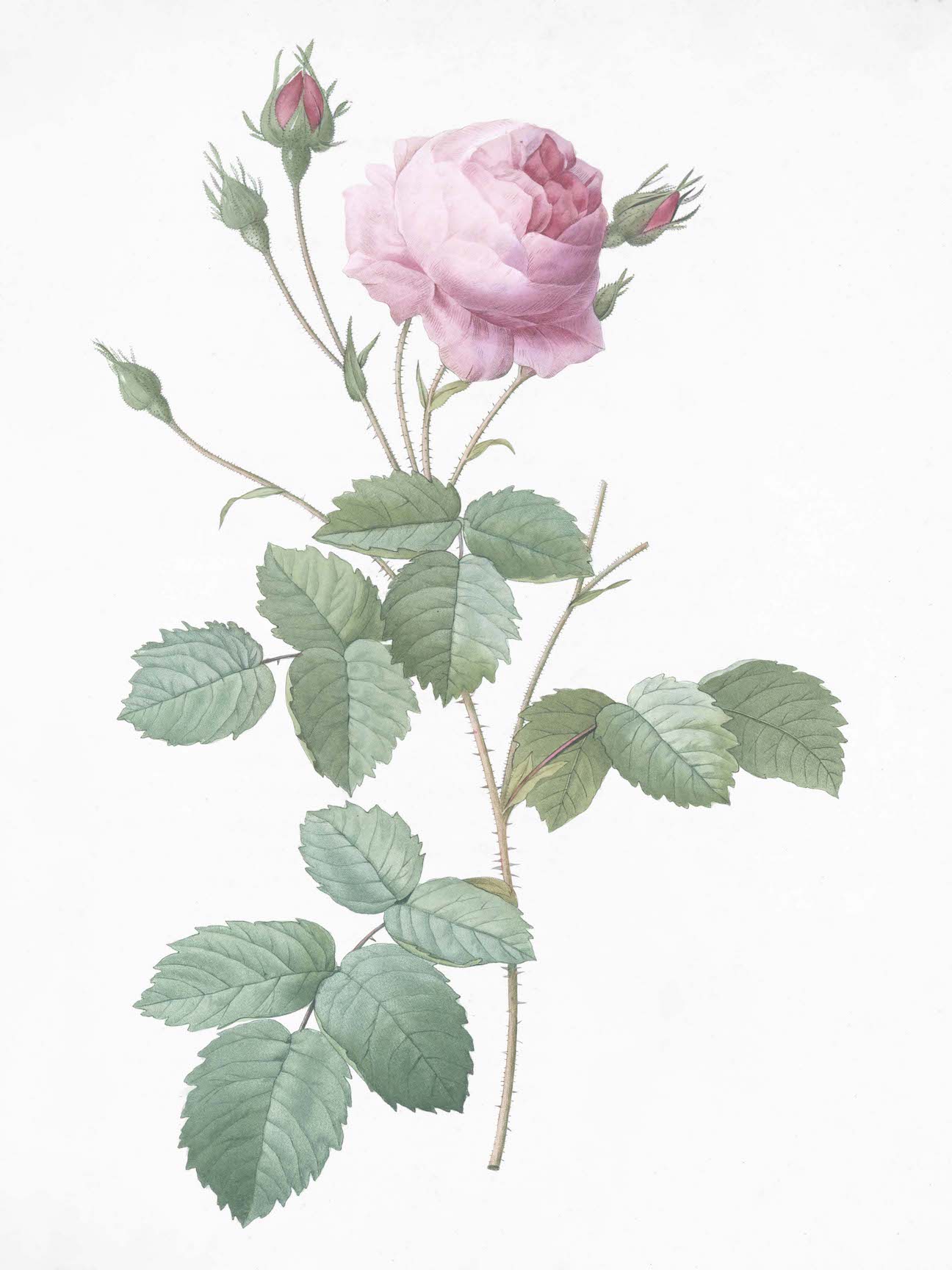 French Roses