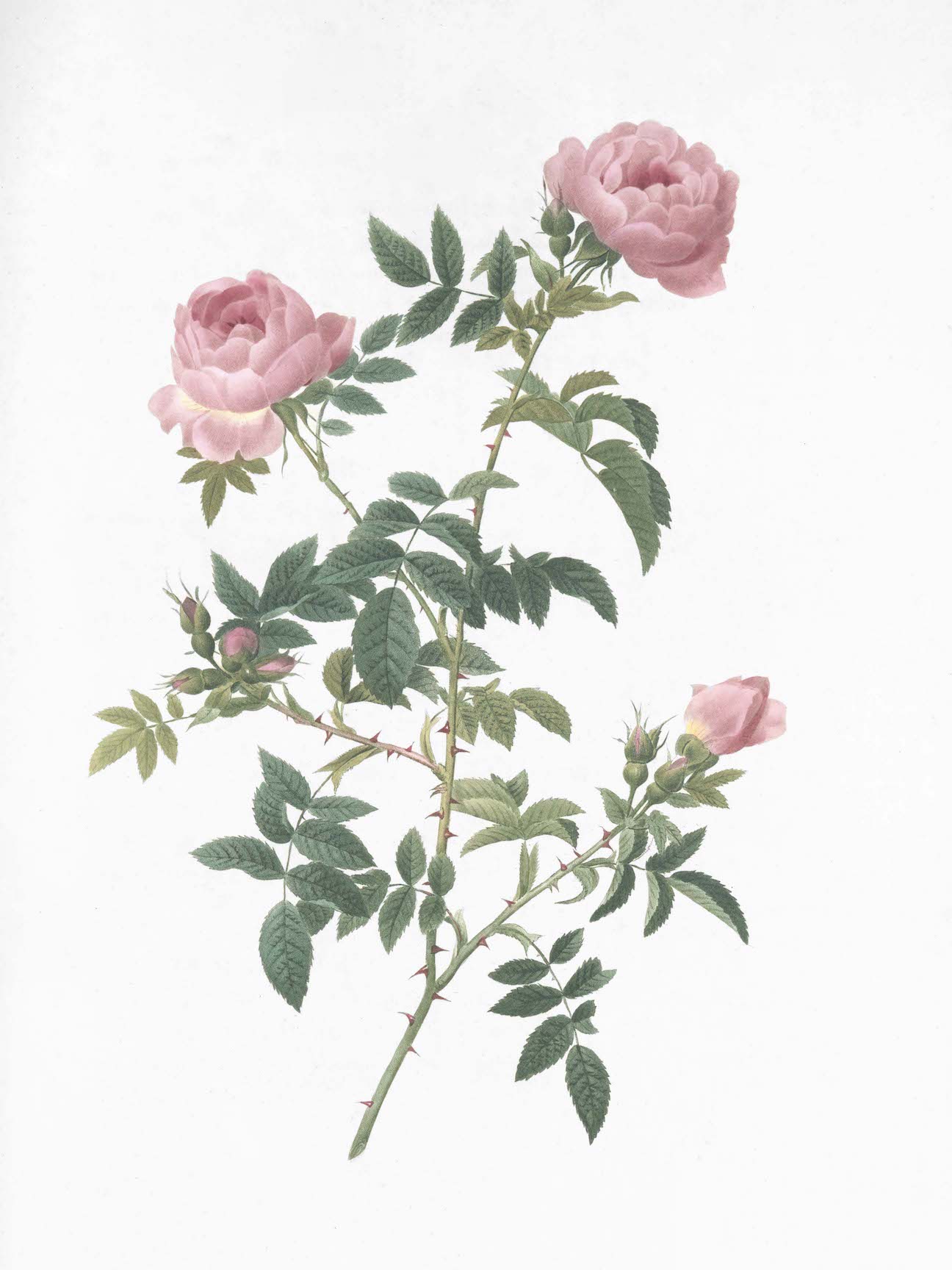 French Roses