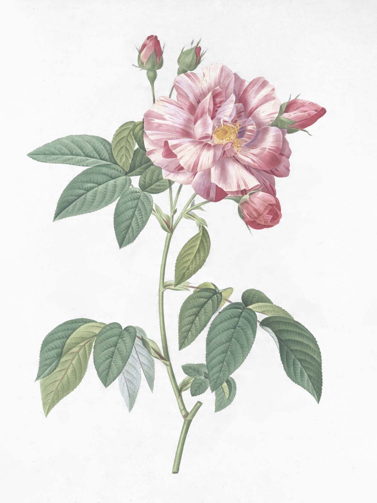 French Roses