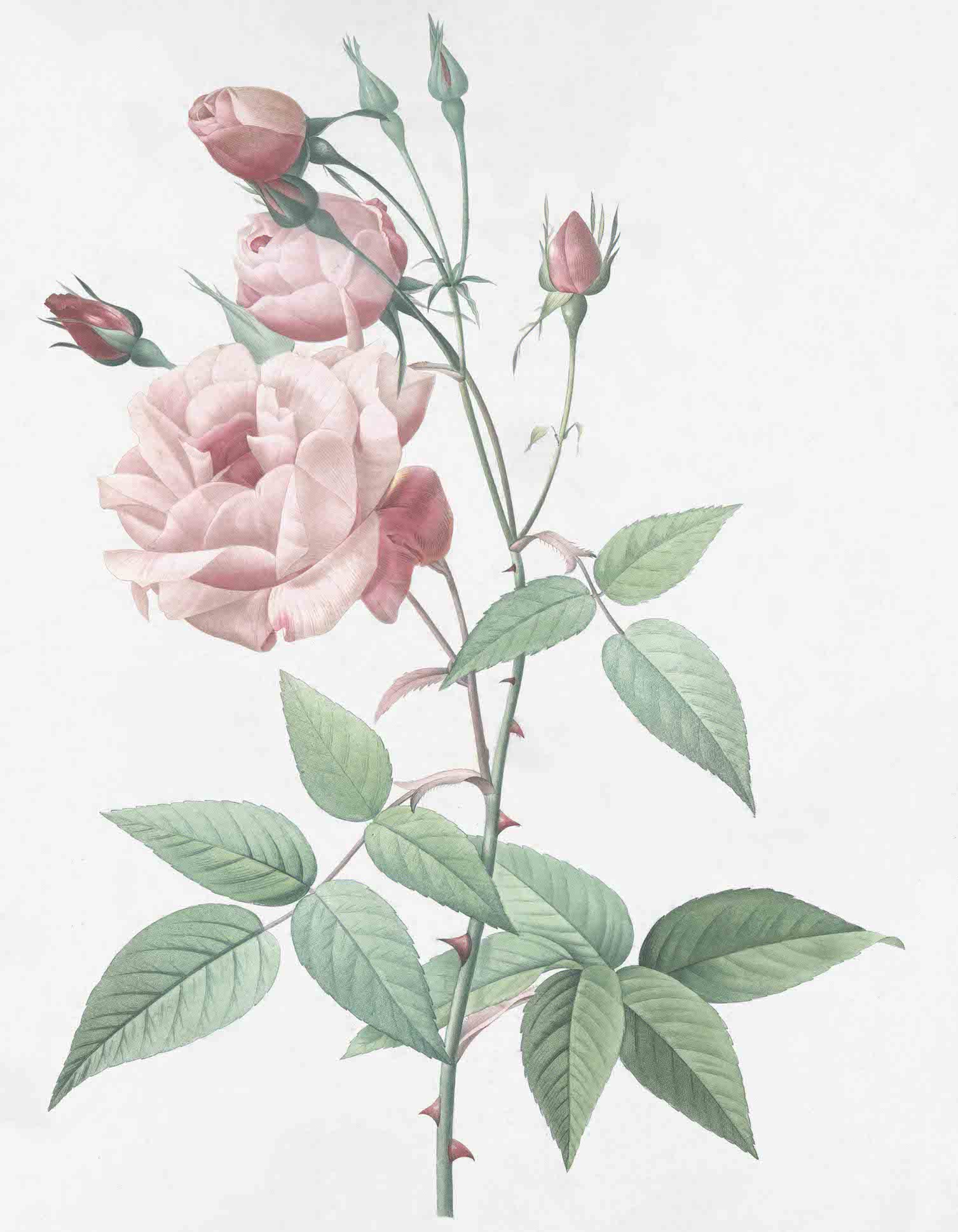 French Roses