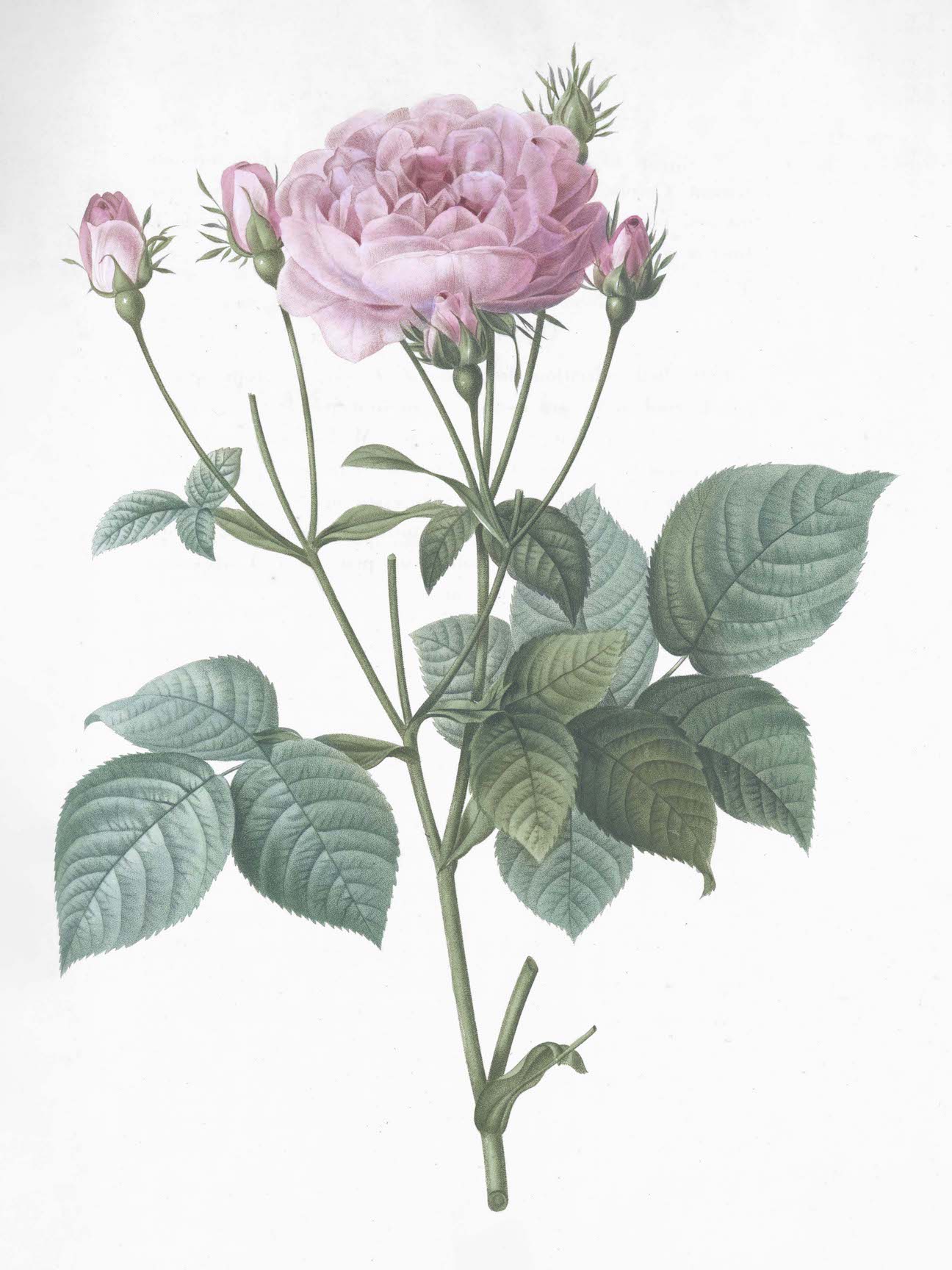 French Roses