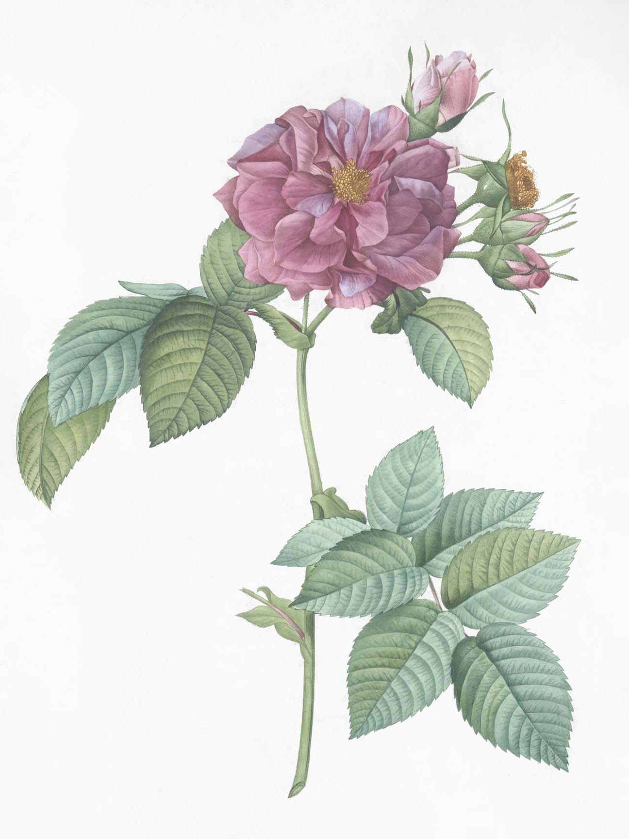 French Roses