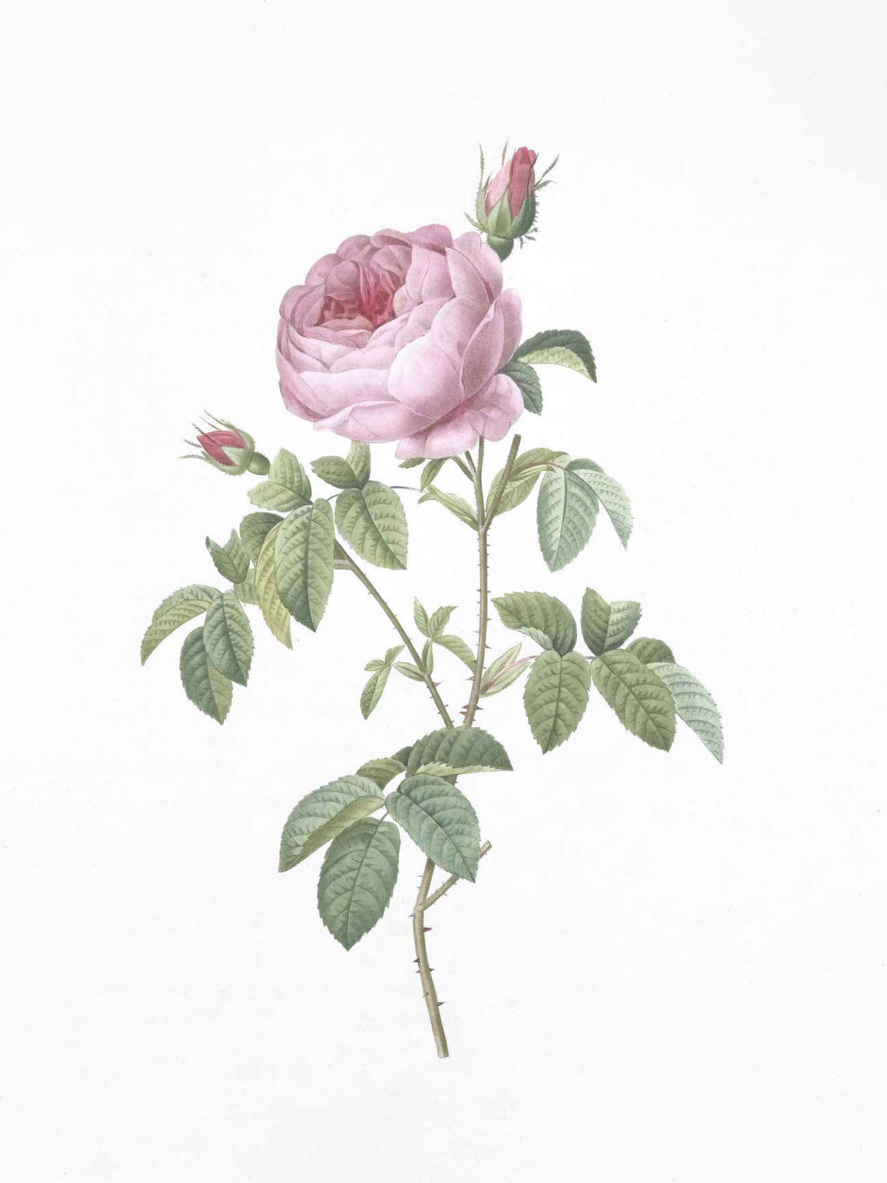 French Roses