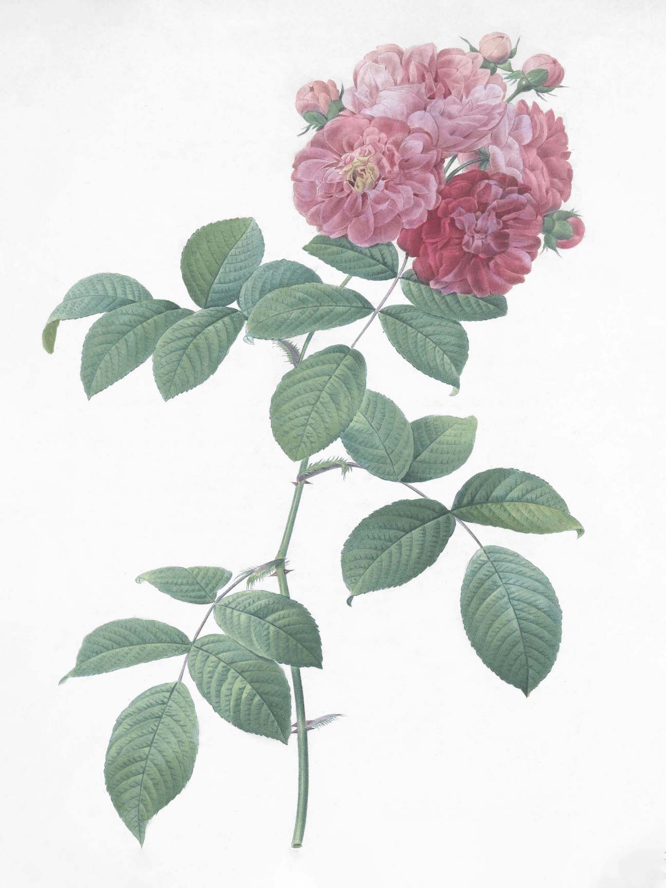 French Roses