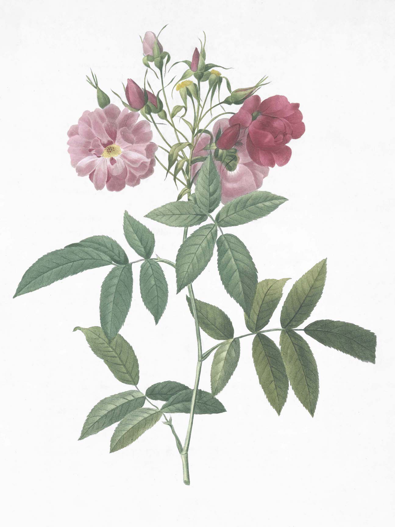 French Roses