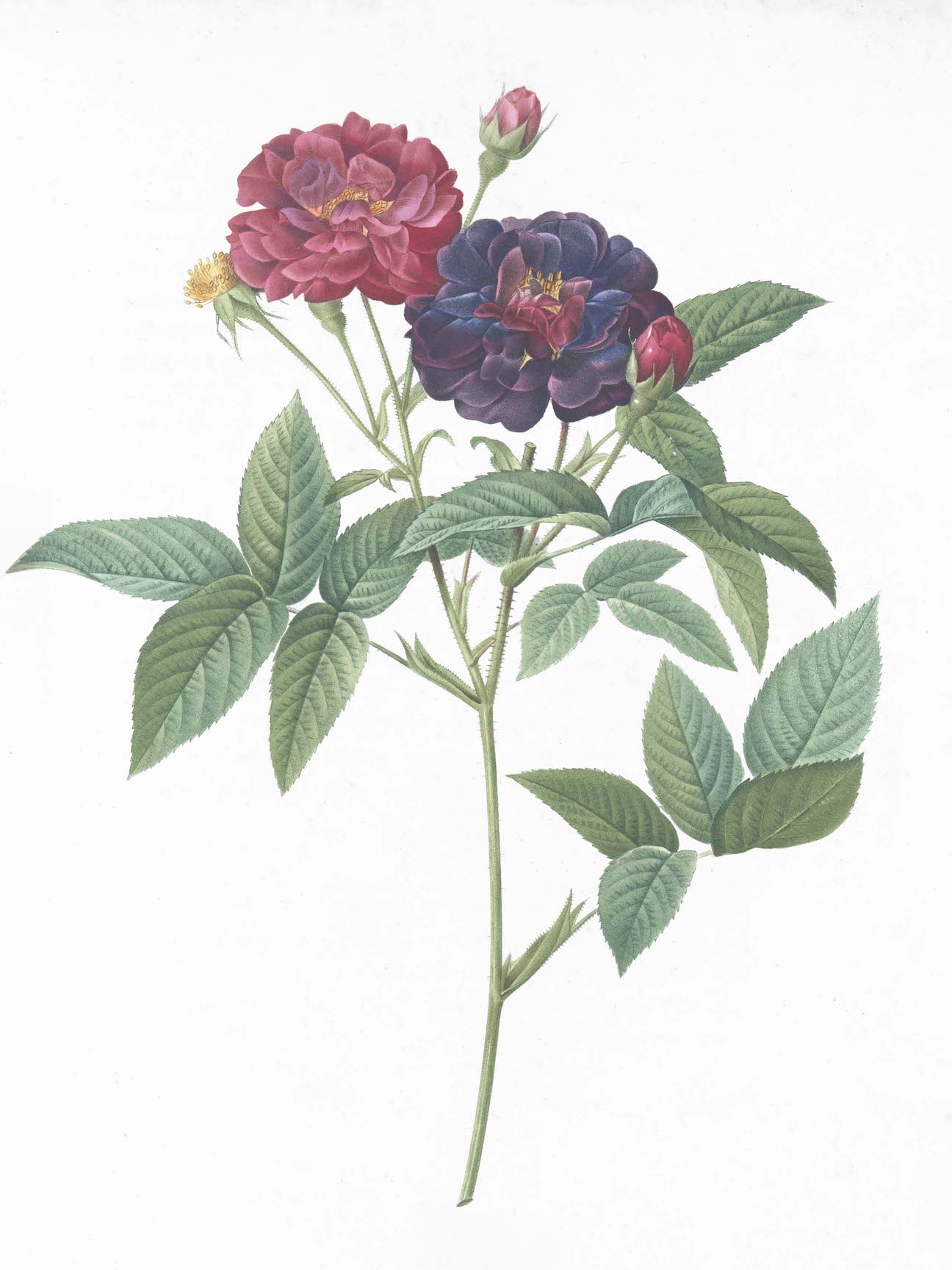 French Roses