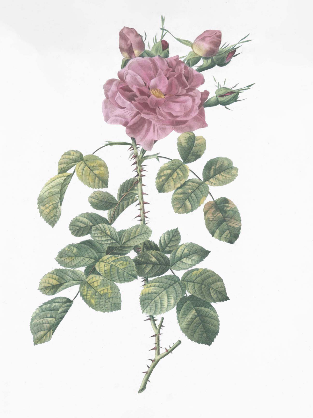French Roses