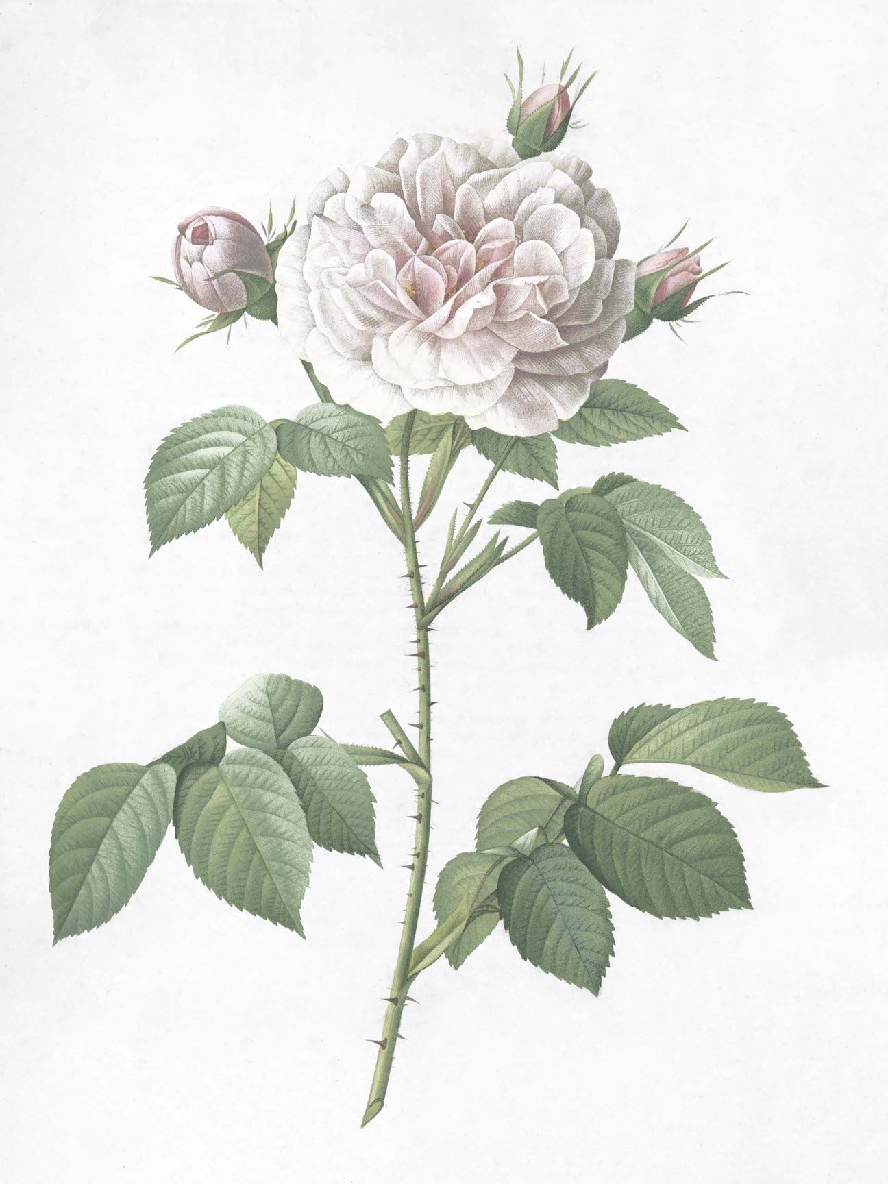 French Roses