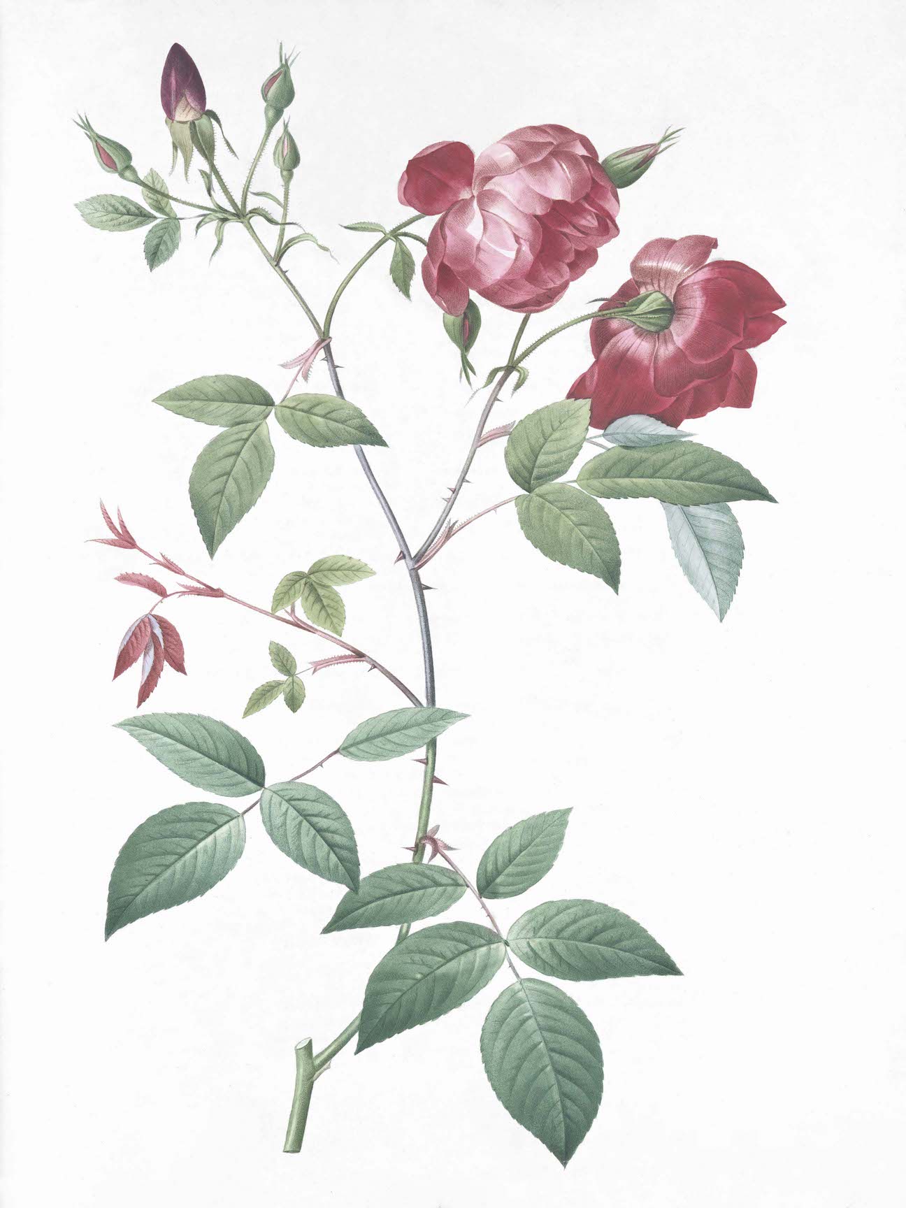French Roses