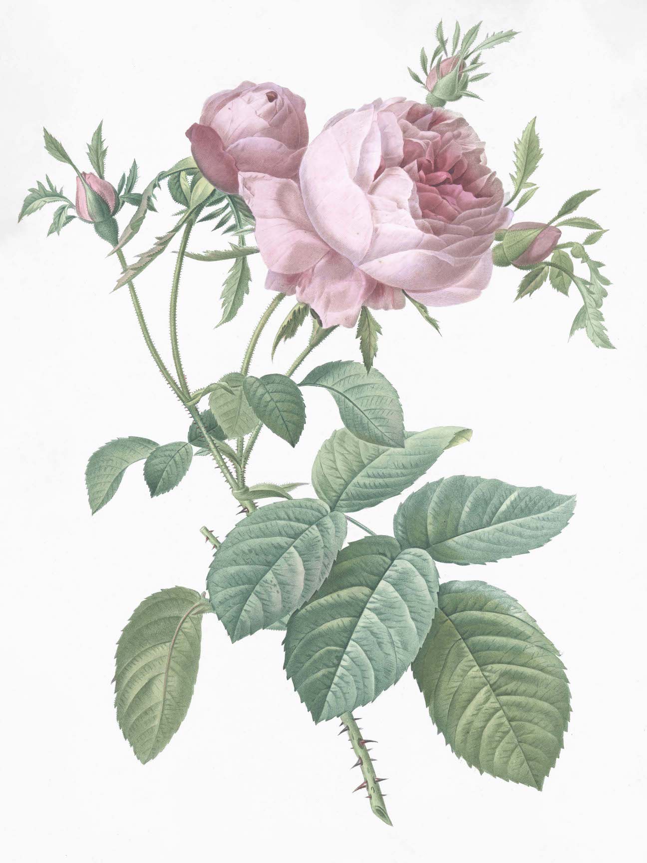 French Roses