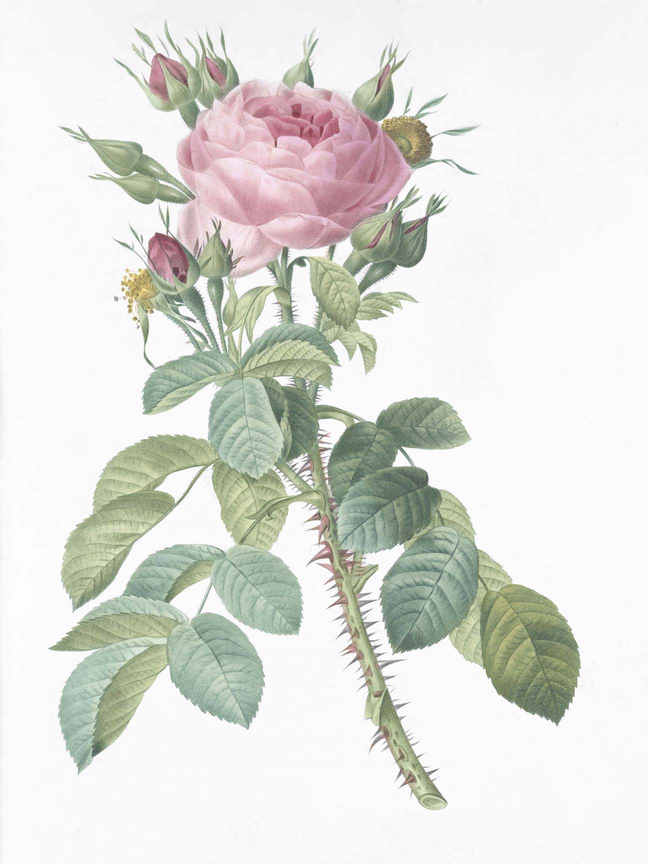French Roses