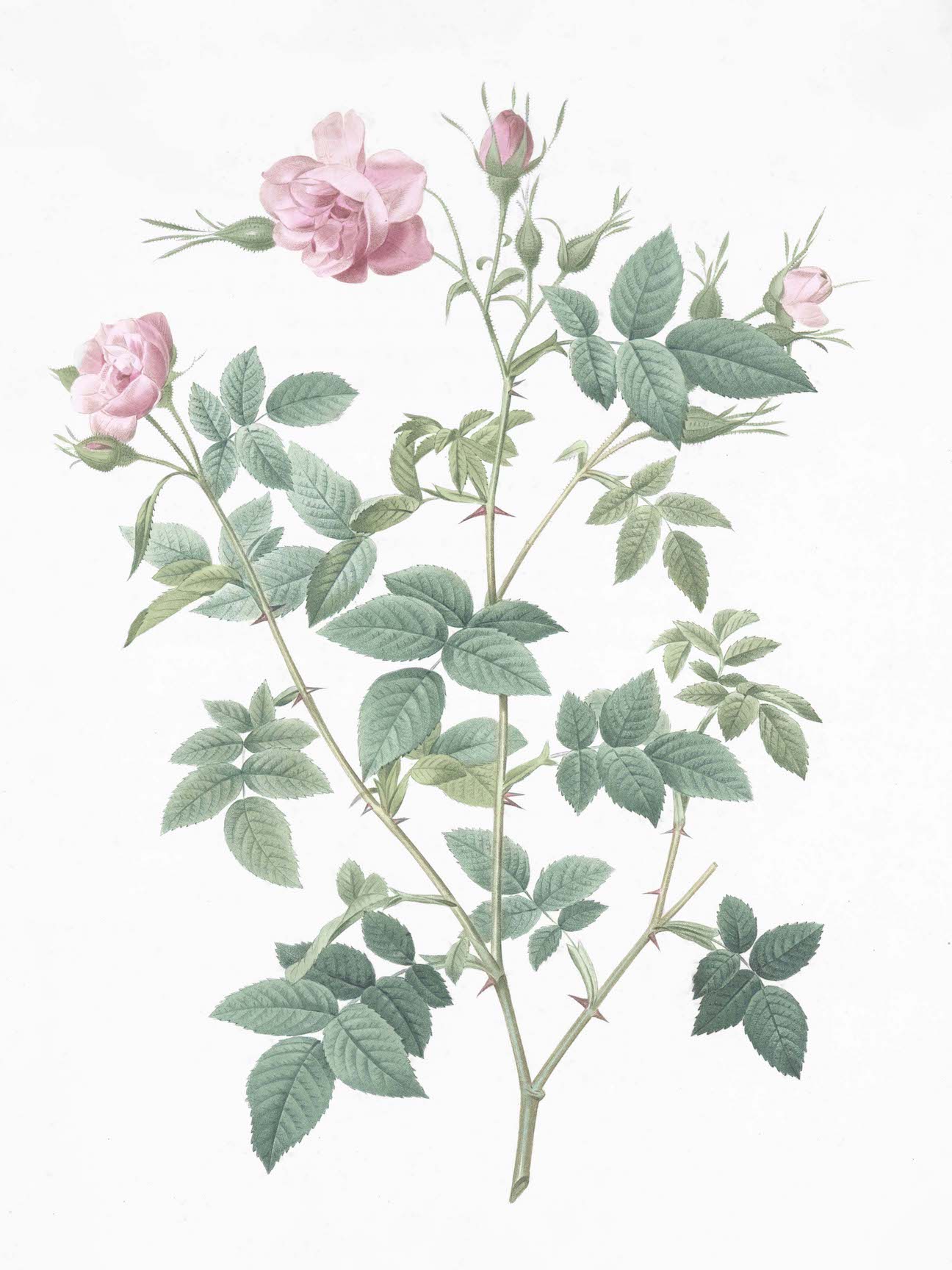 French Roses
