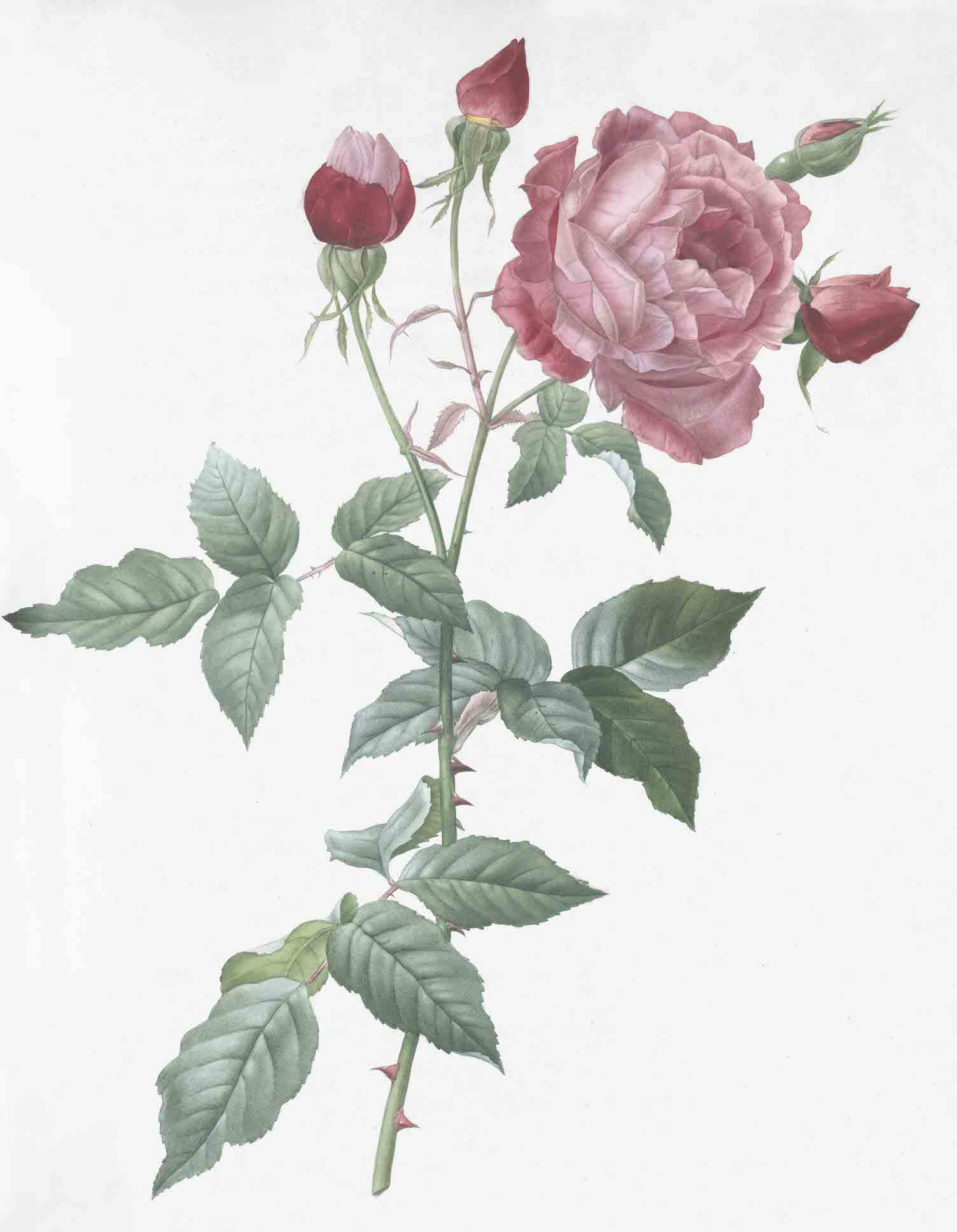French Roses