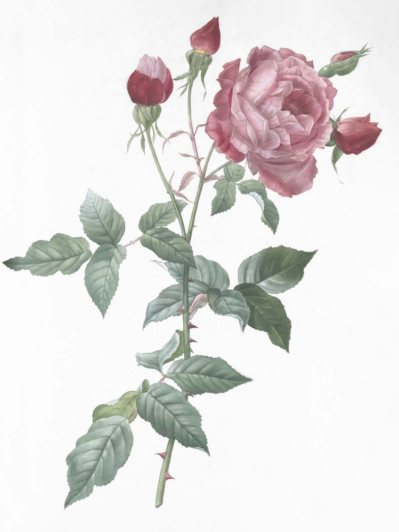 French Roses