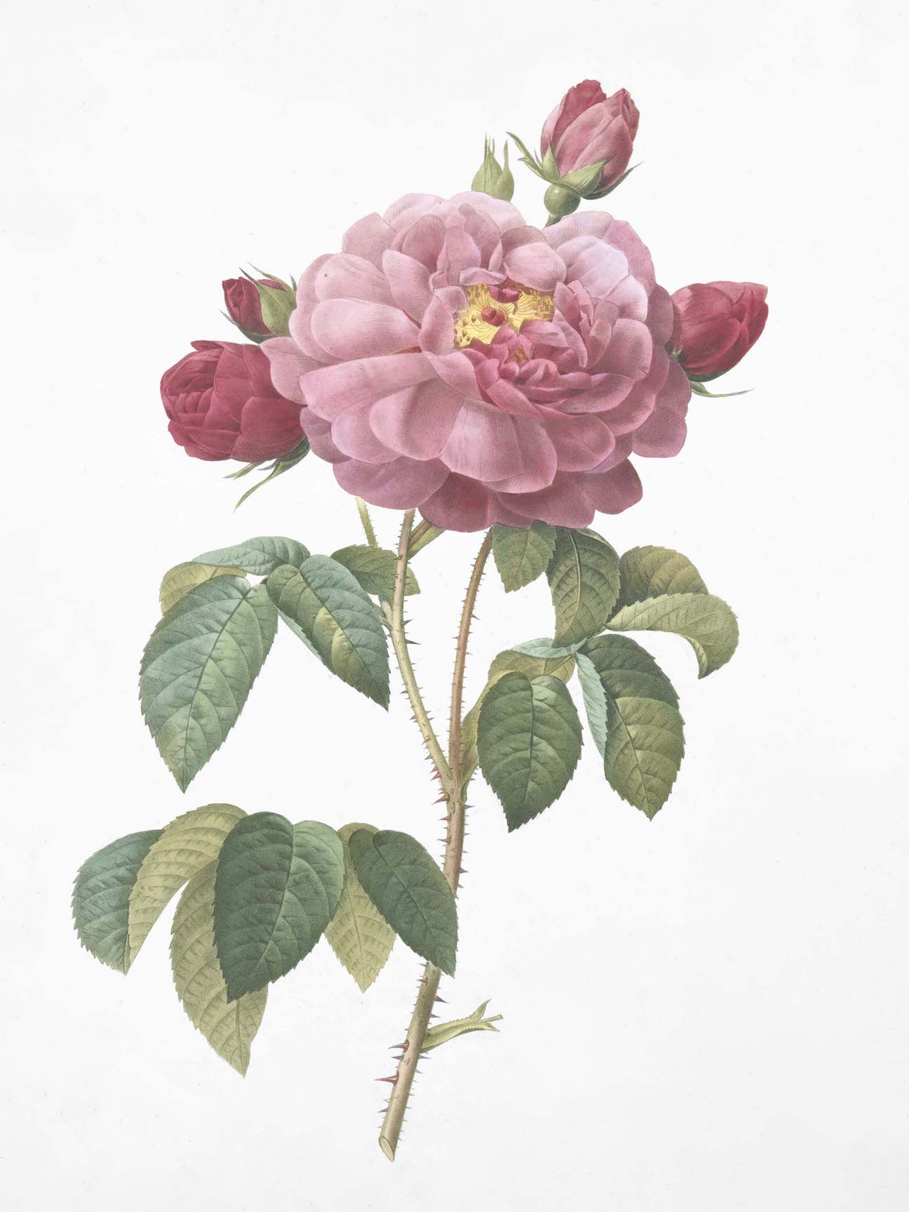 French Roses