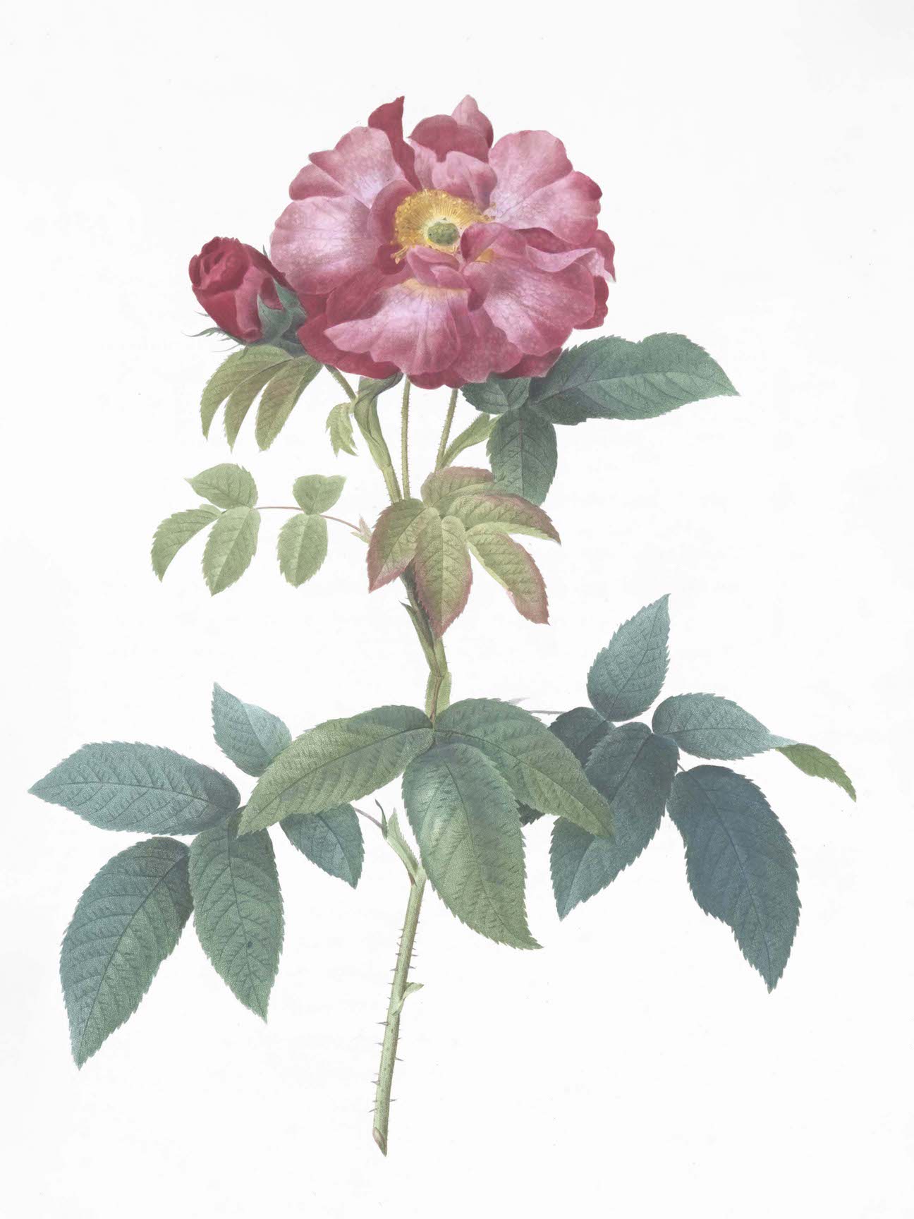 French Roses