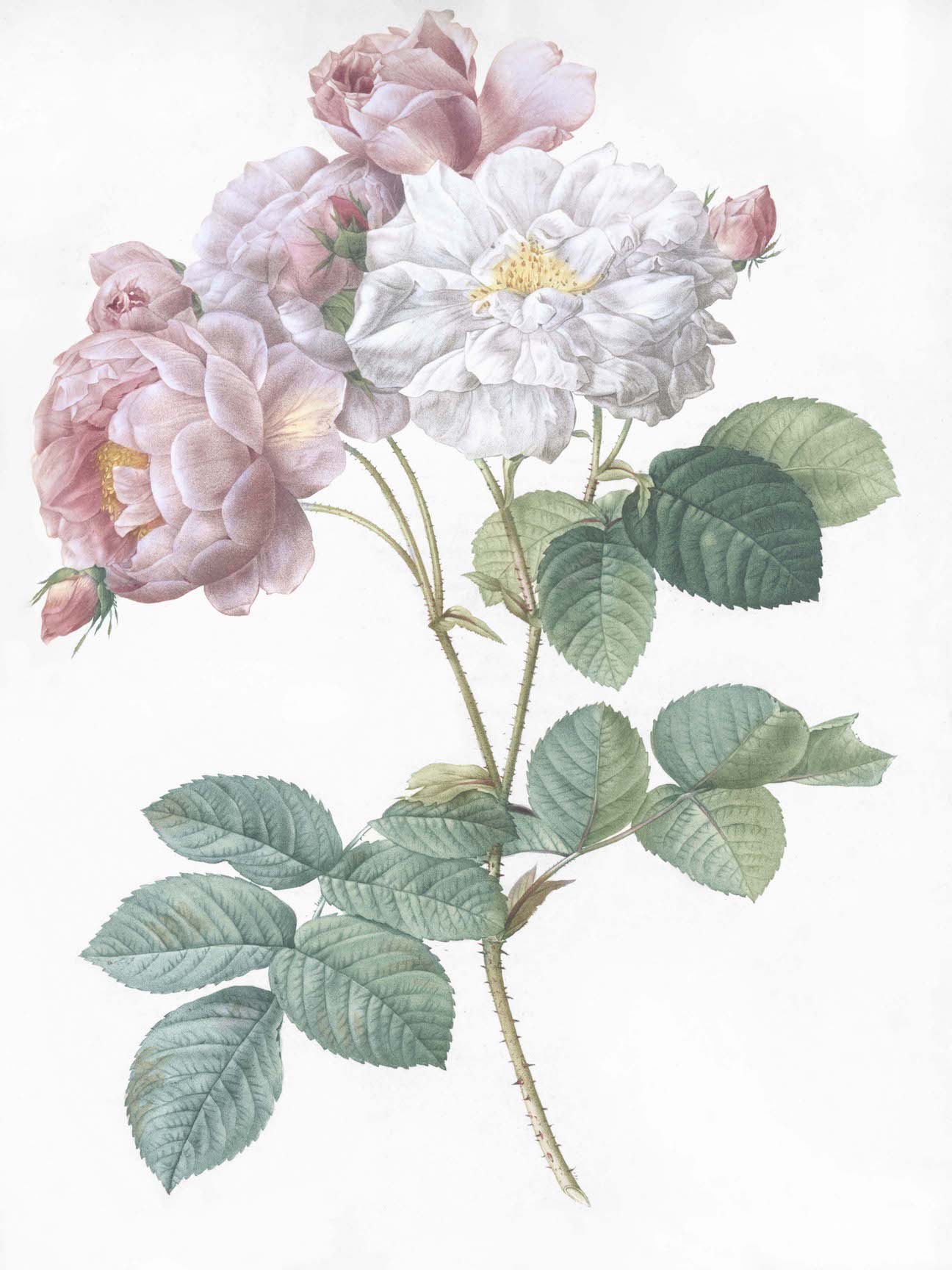 French Roses