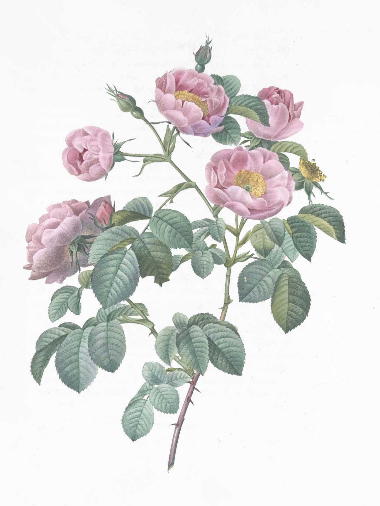 French Roses