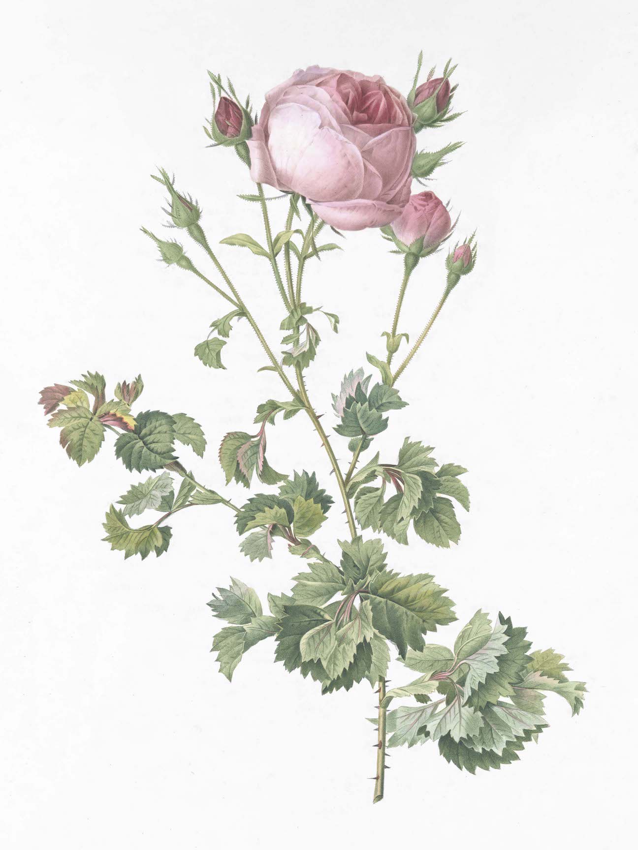 French Roses