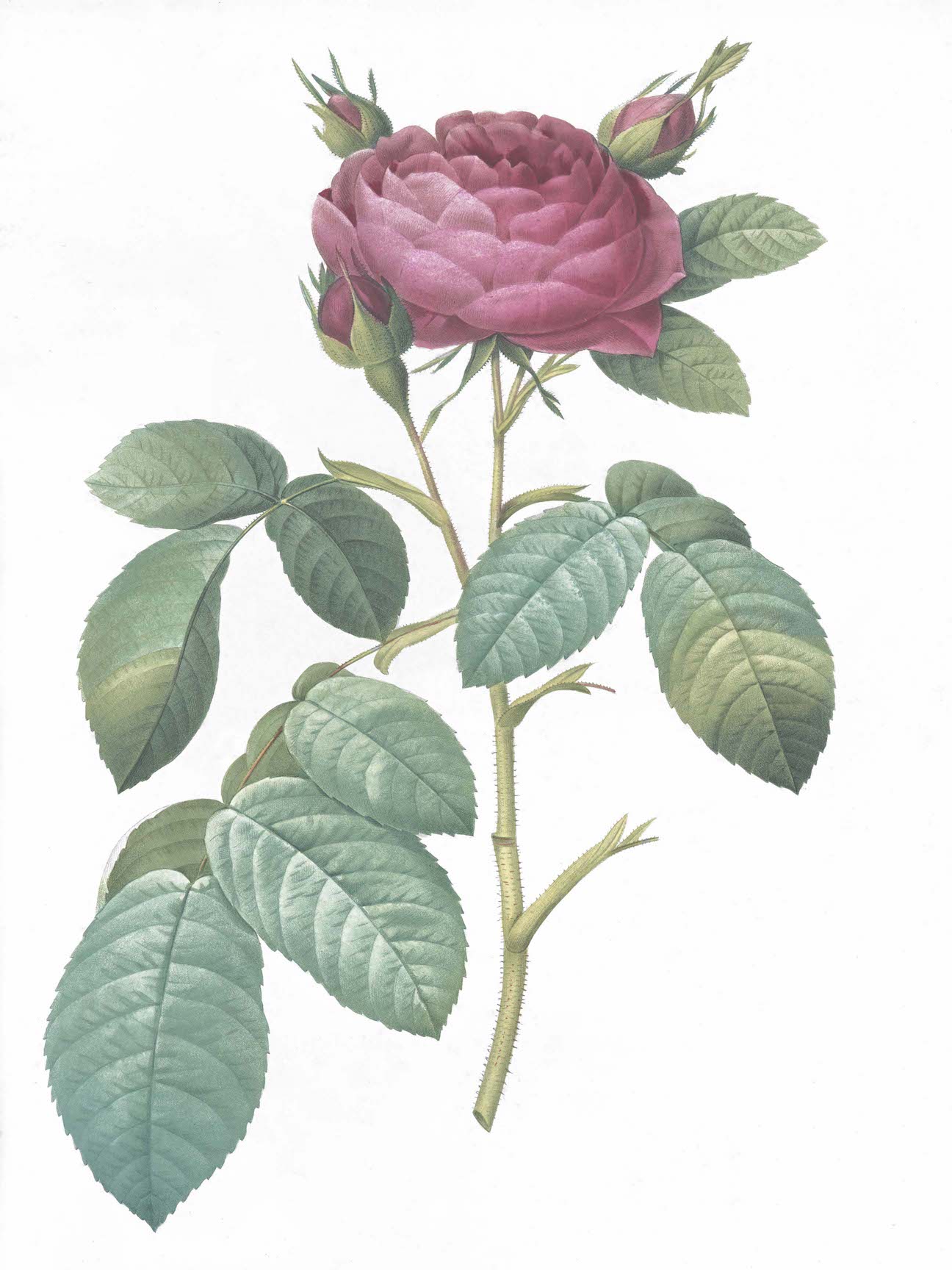 French Roses