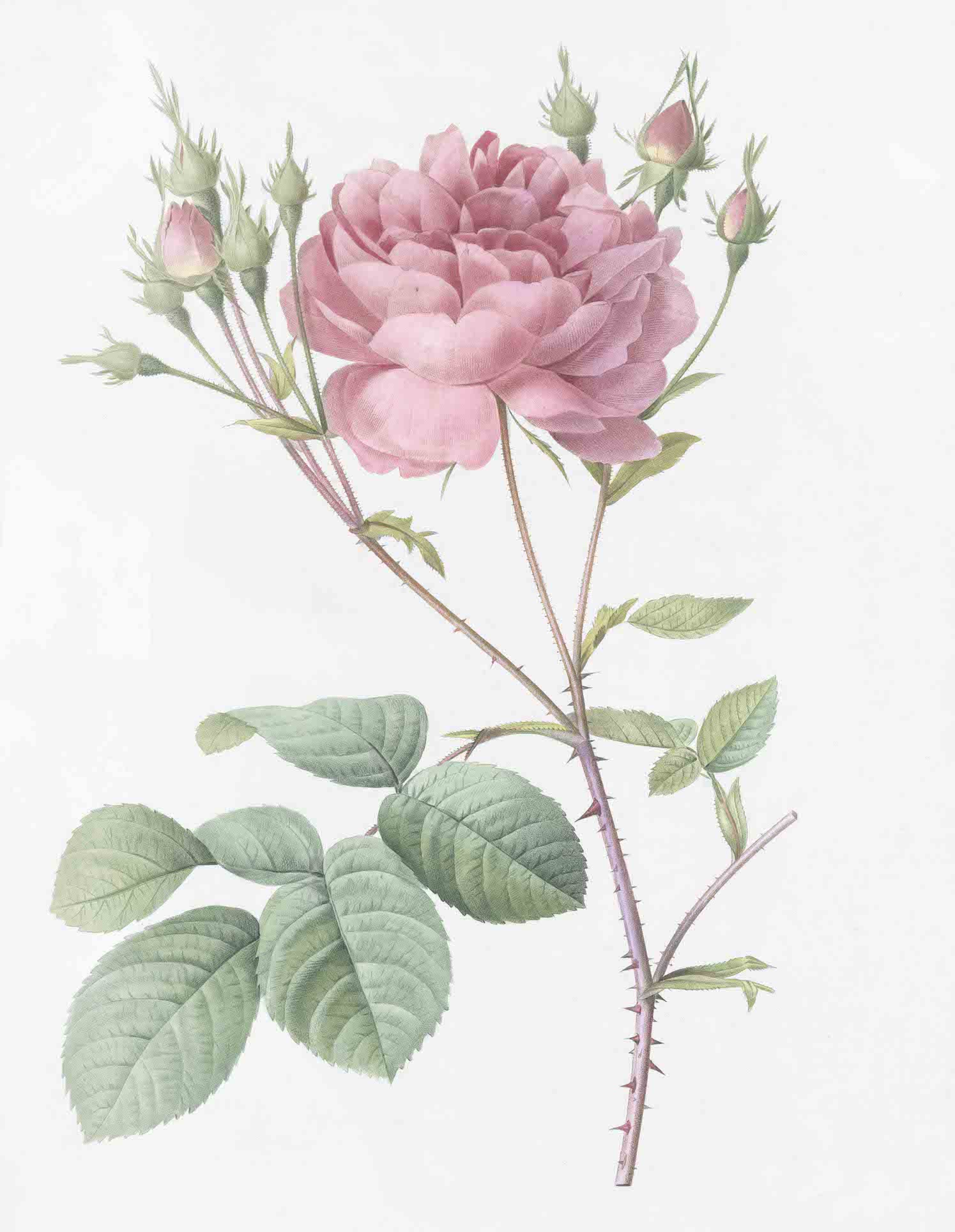 French Roses