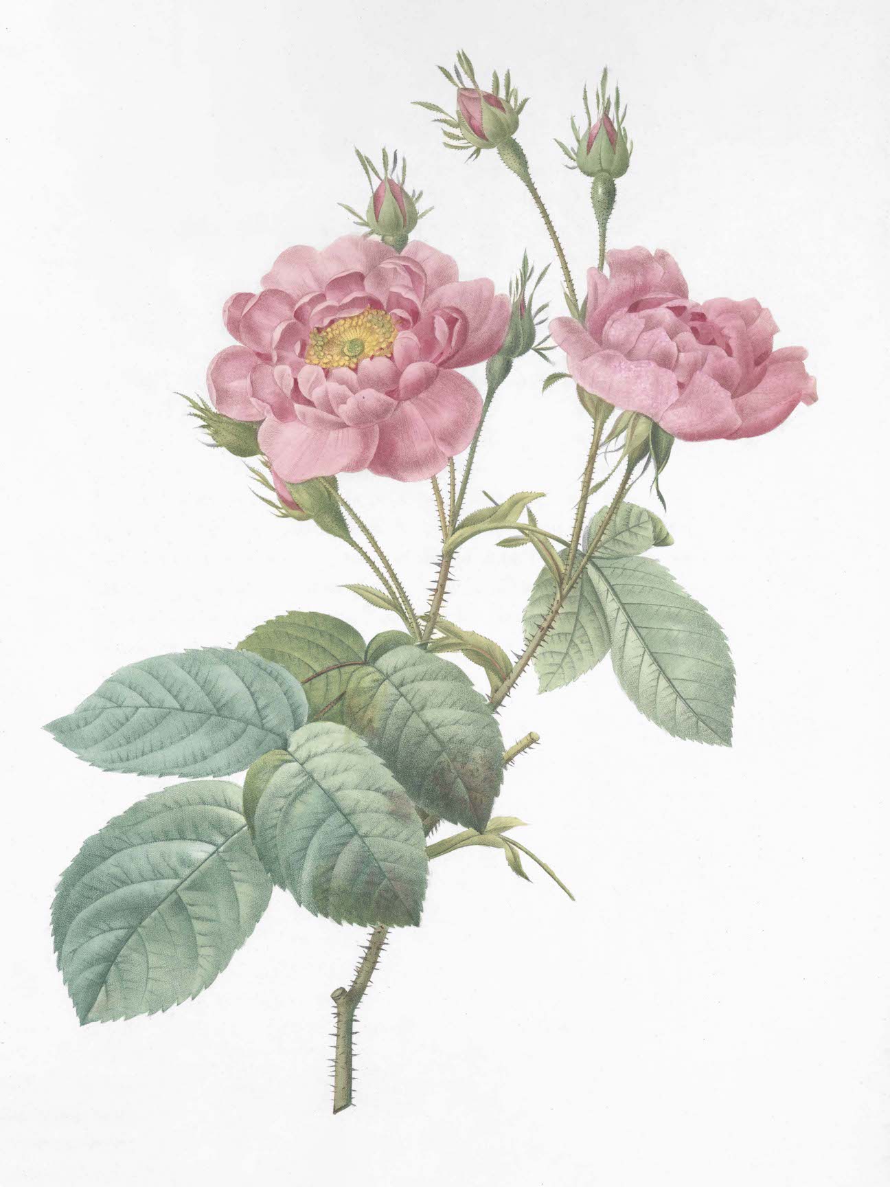 French Roses