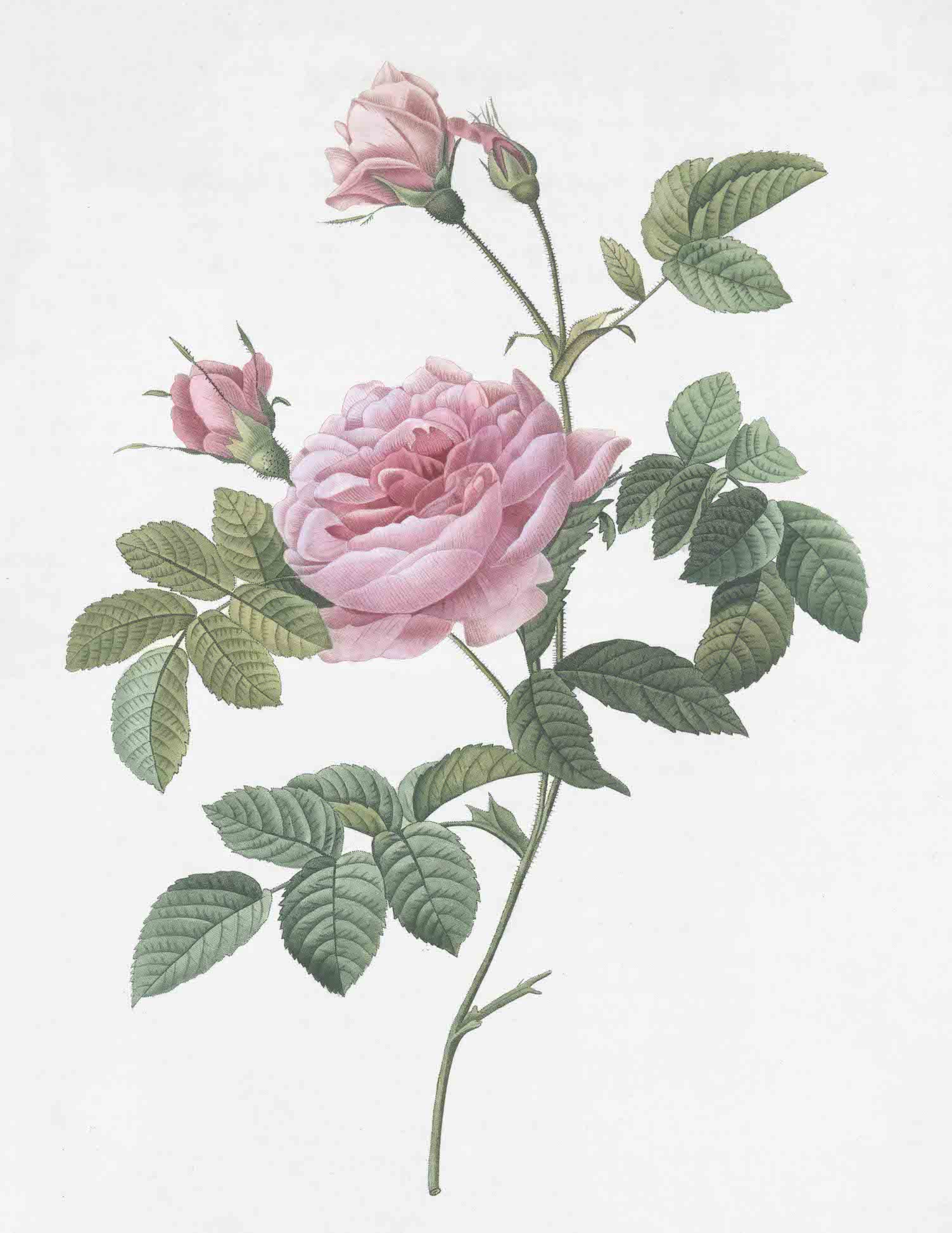 French Roses
