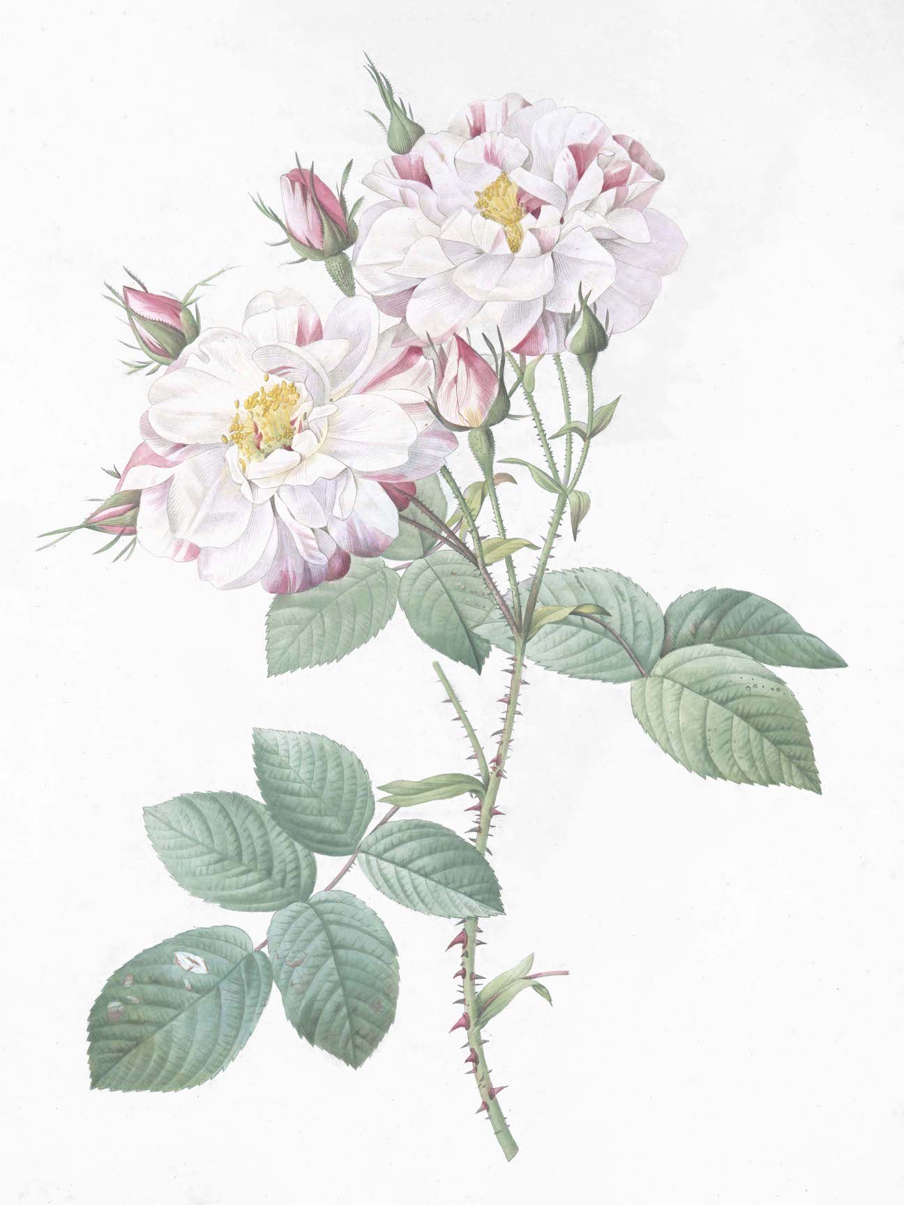 French Roses