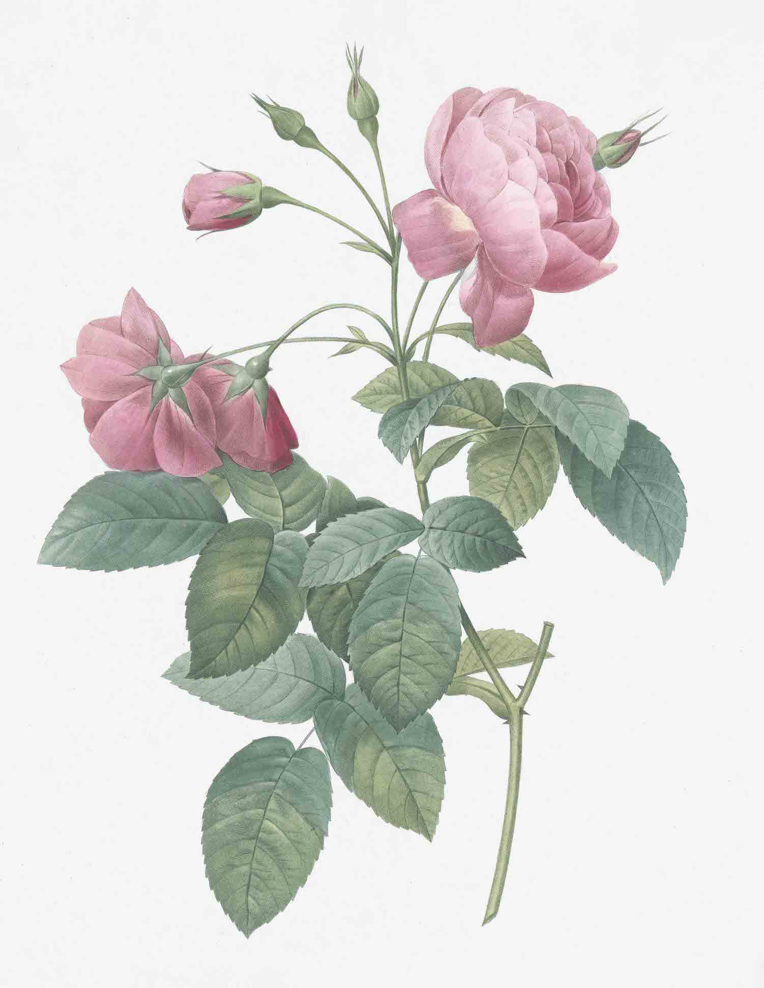 French Roses