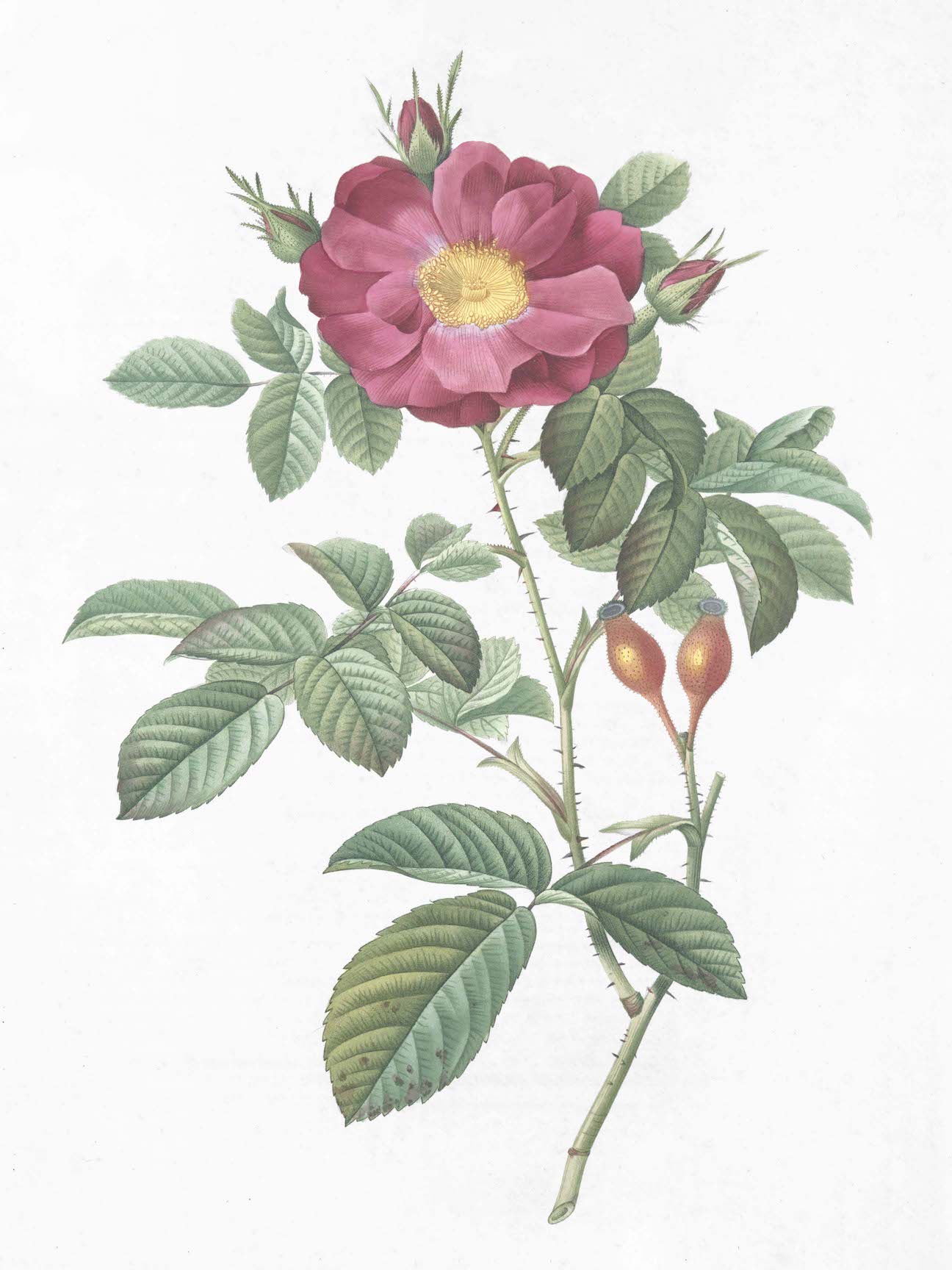 French Roses