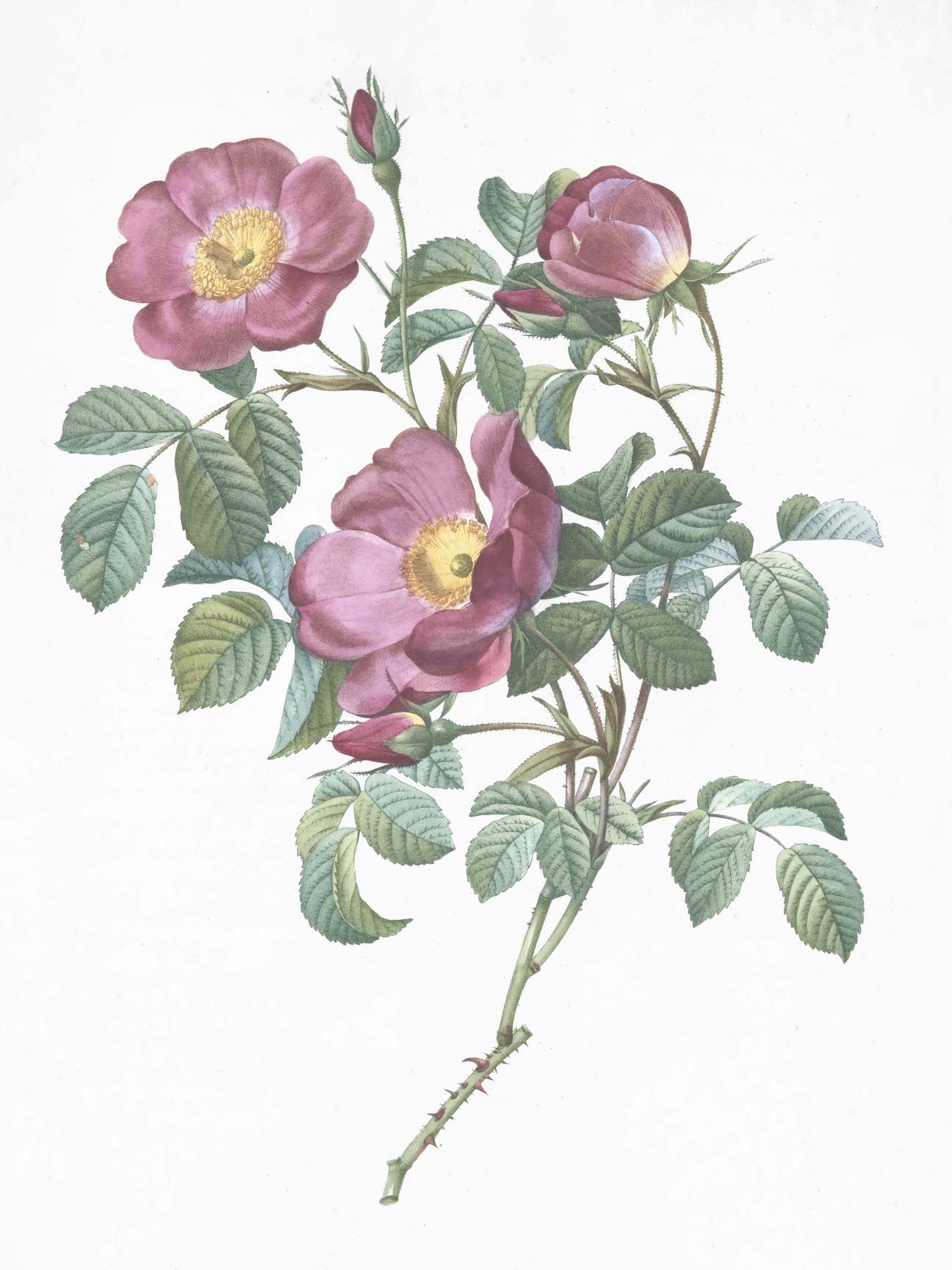French Roses