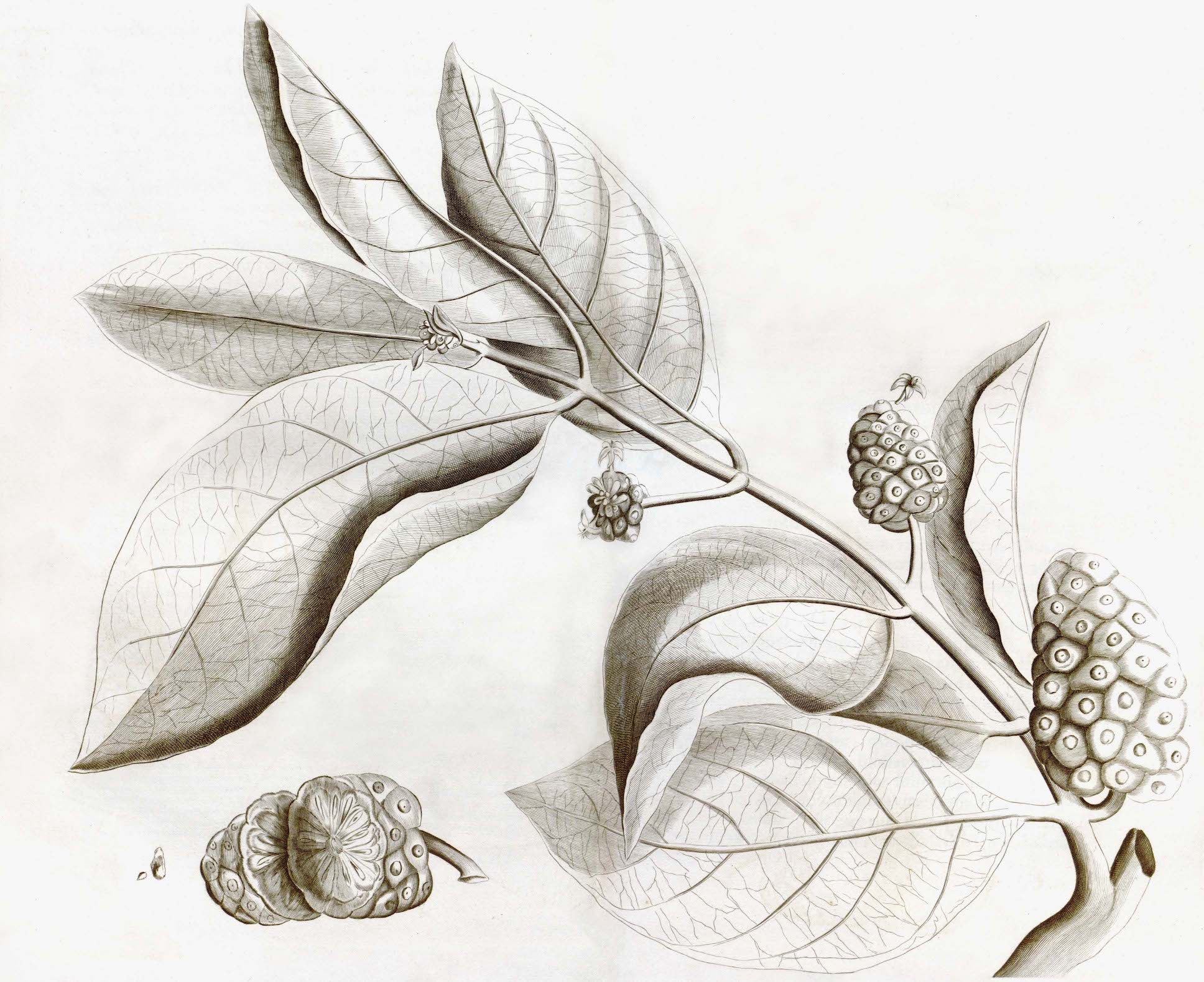 Malabar Garden