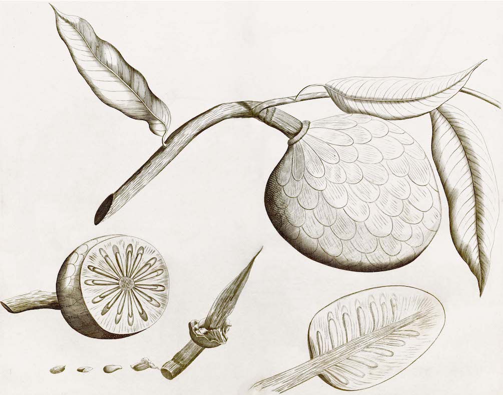 Malabar Garden