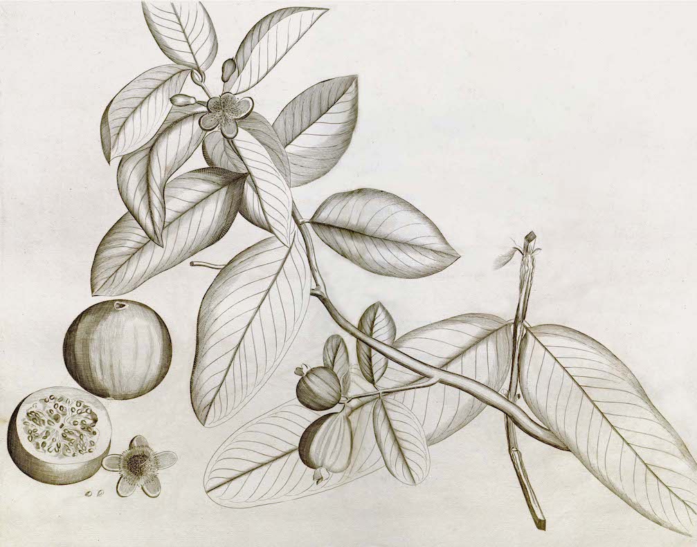 Malabar Garden