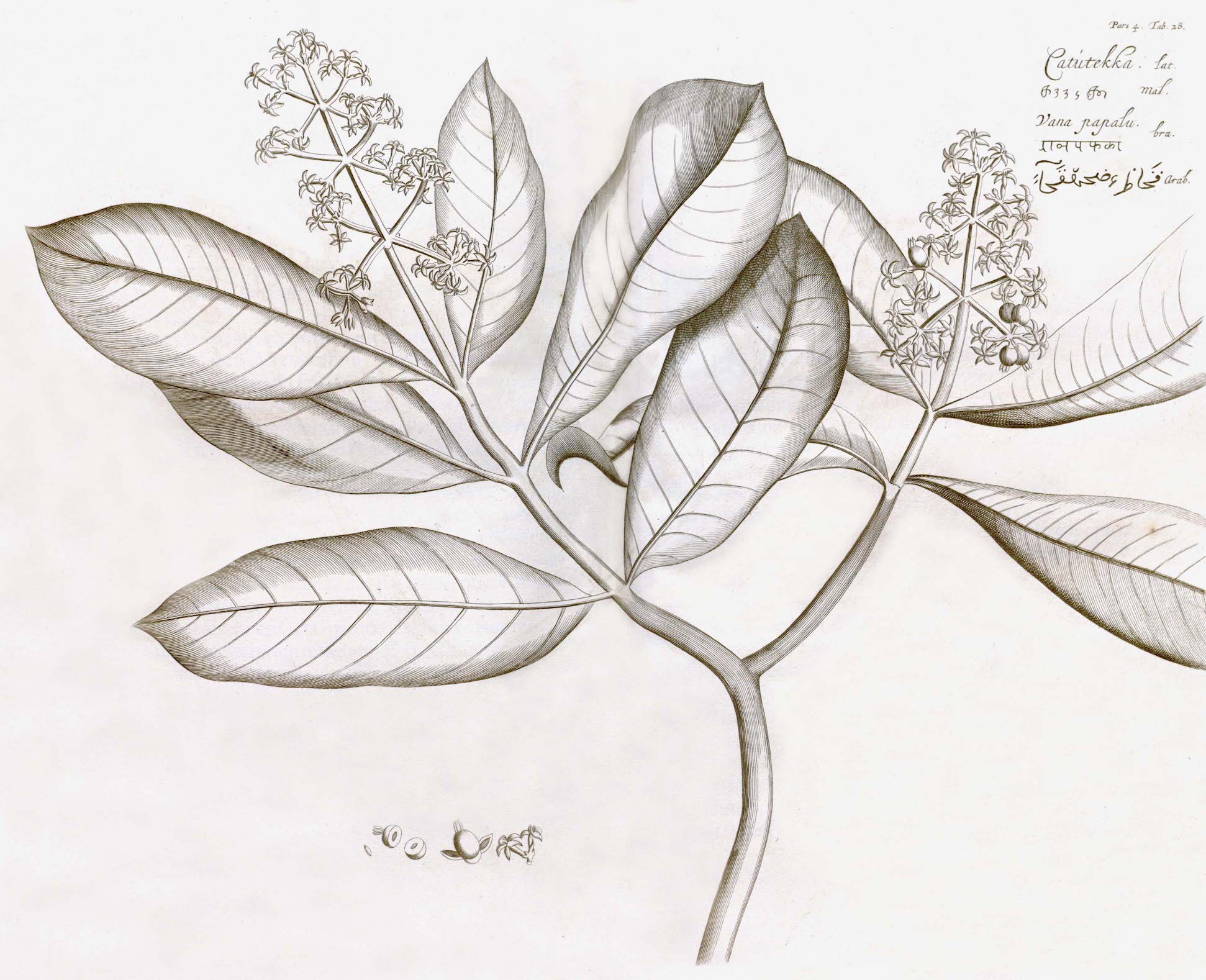 Malabar Garden