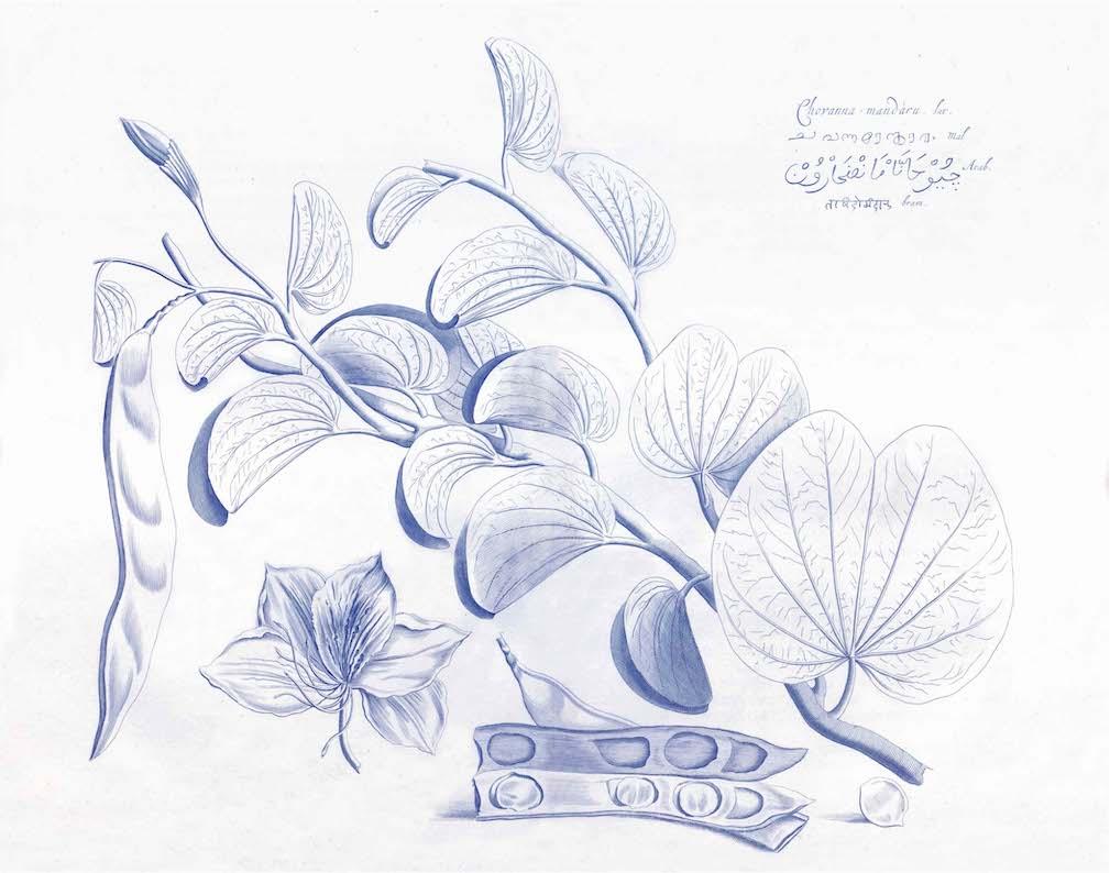 Malabar Garden Blue