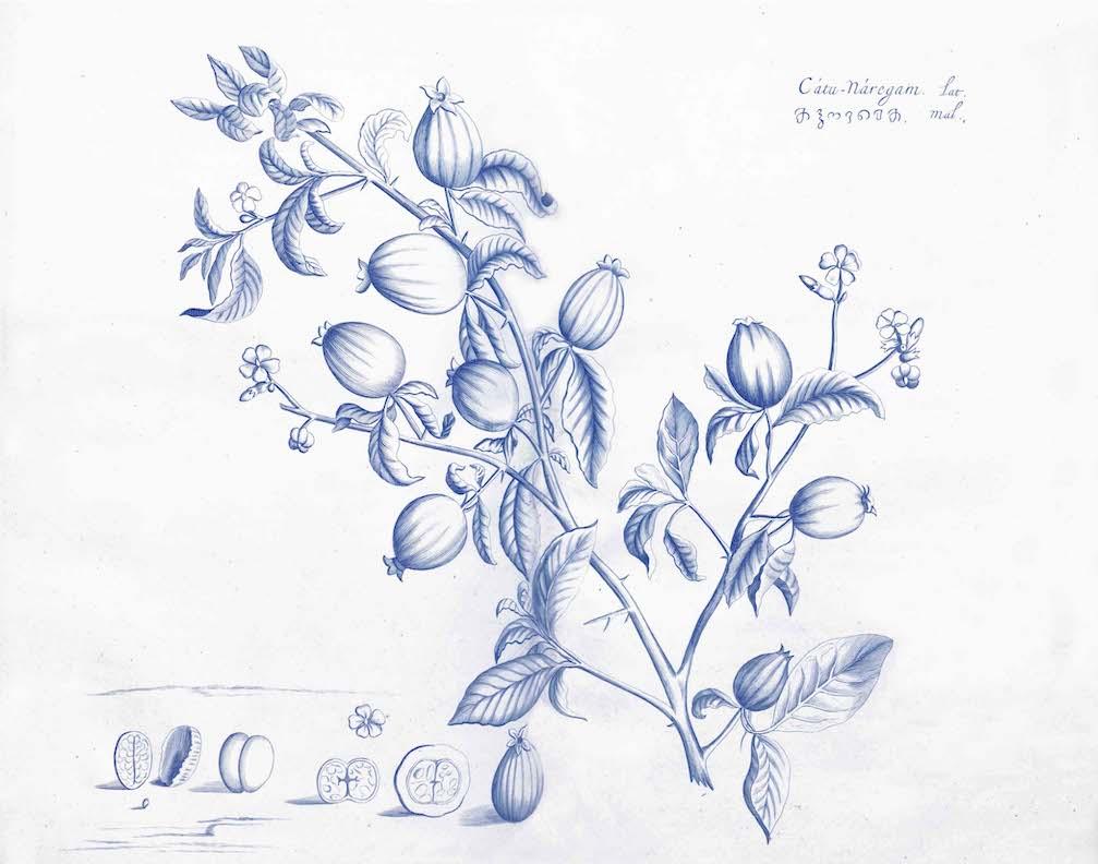 Malabar Garden Blue